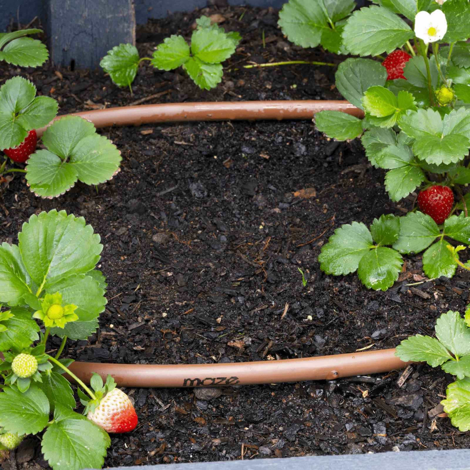 mazeDRIP 100m PC Watering Kit - Image 4