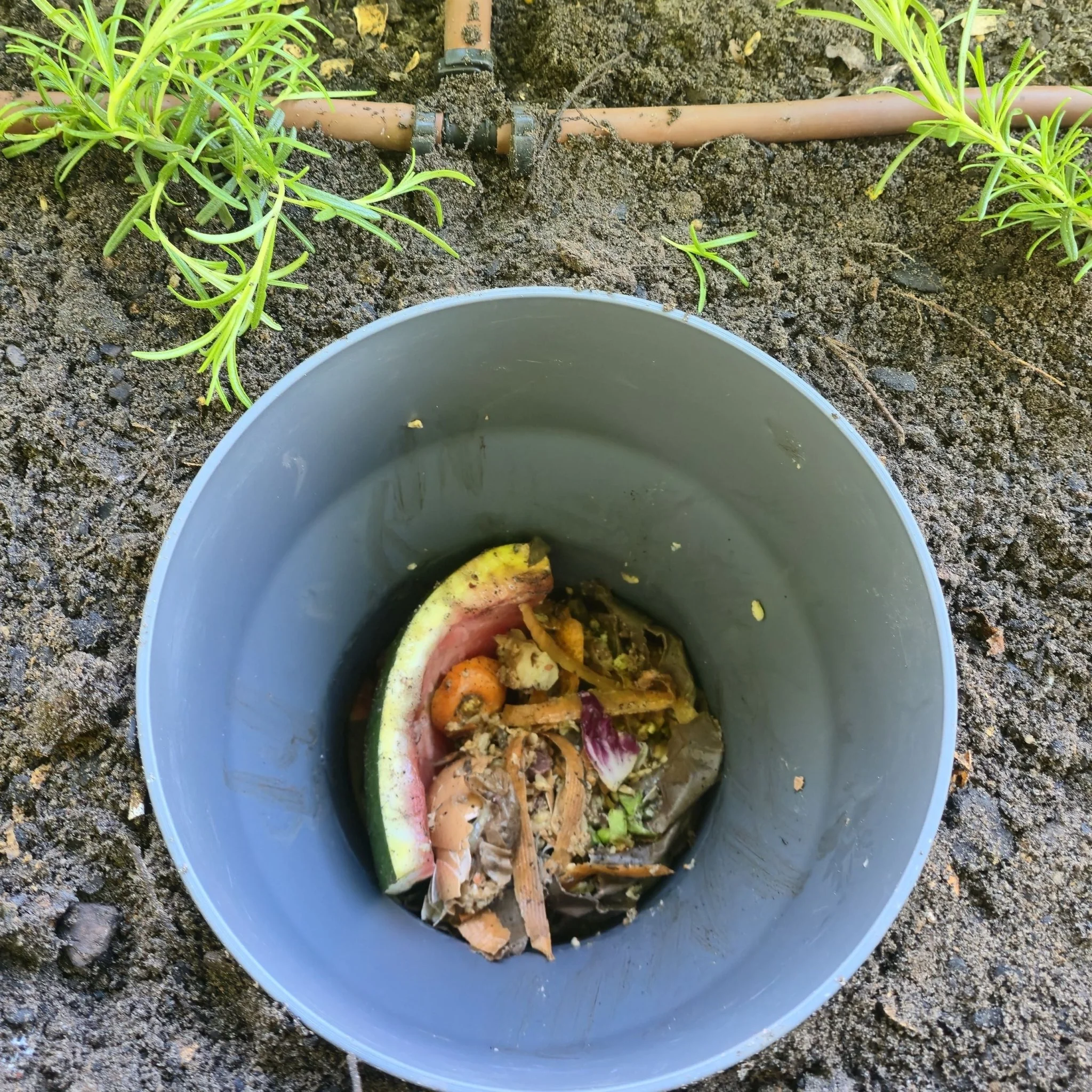 10L In Ground Composter / Worm Farm - Image 3