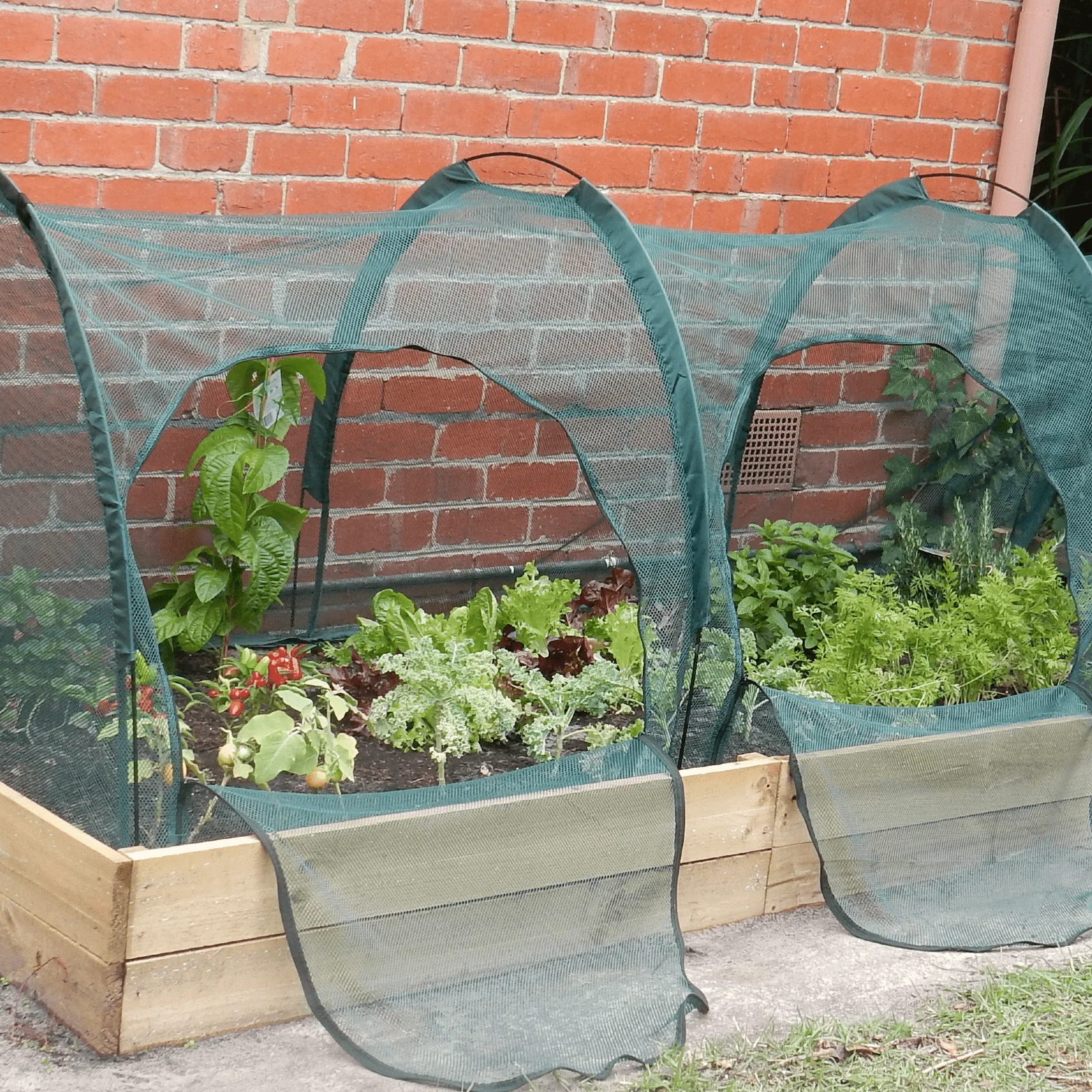 2m NET Garden Tunnel - Image 4
