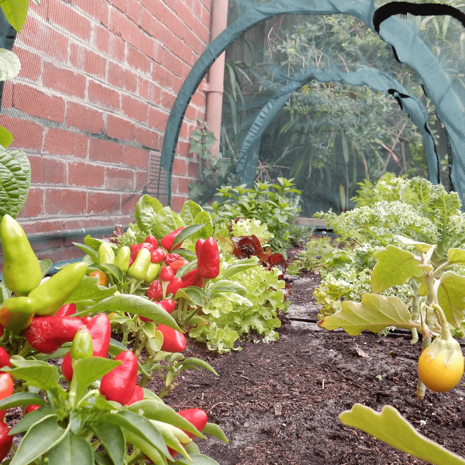 2m NET Garden Tunnel - Image 5