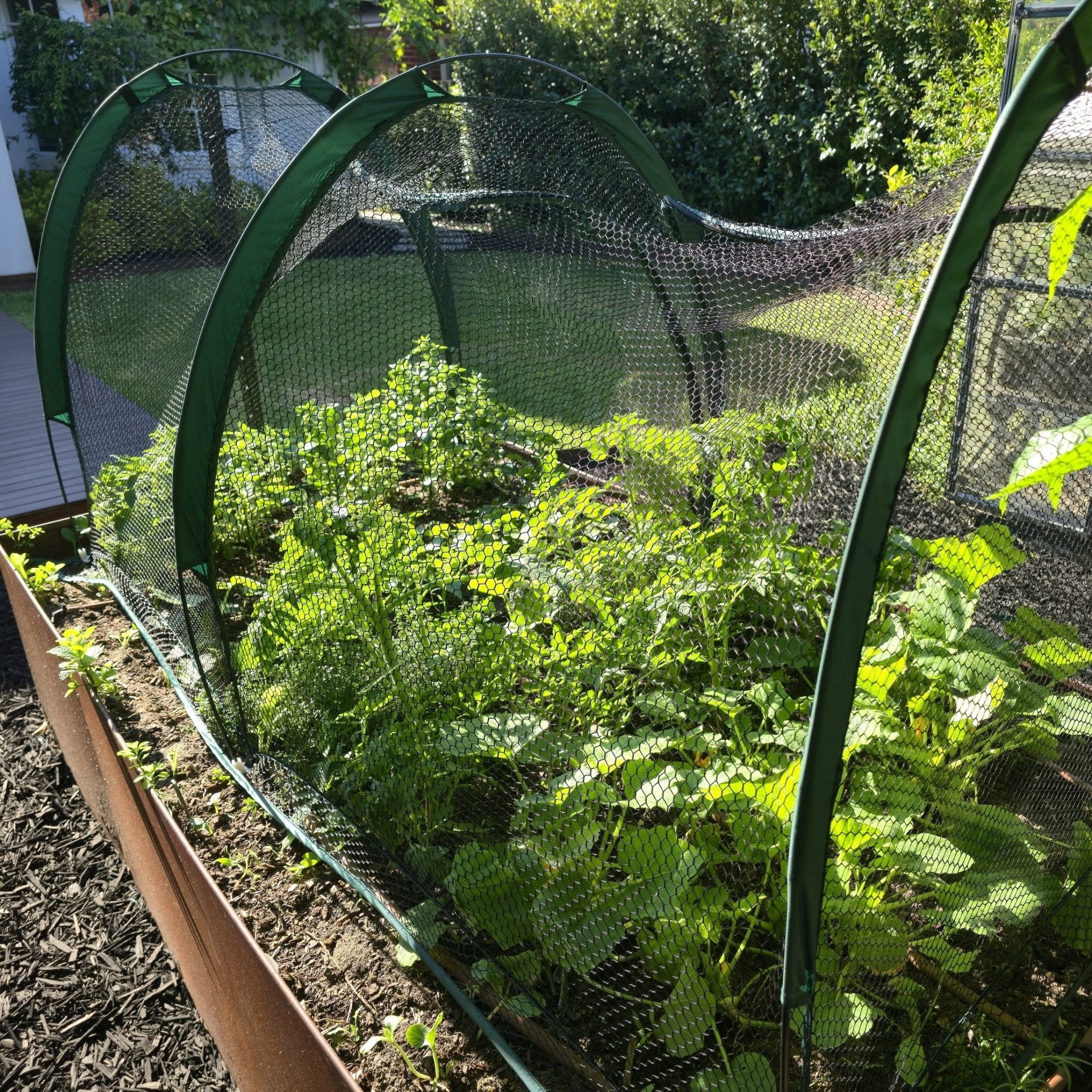 2m POLLINATOR-FRIENDLY Garden Tunnel - Image 4