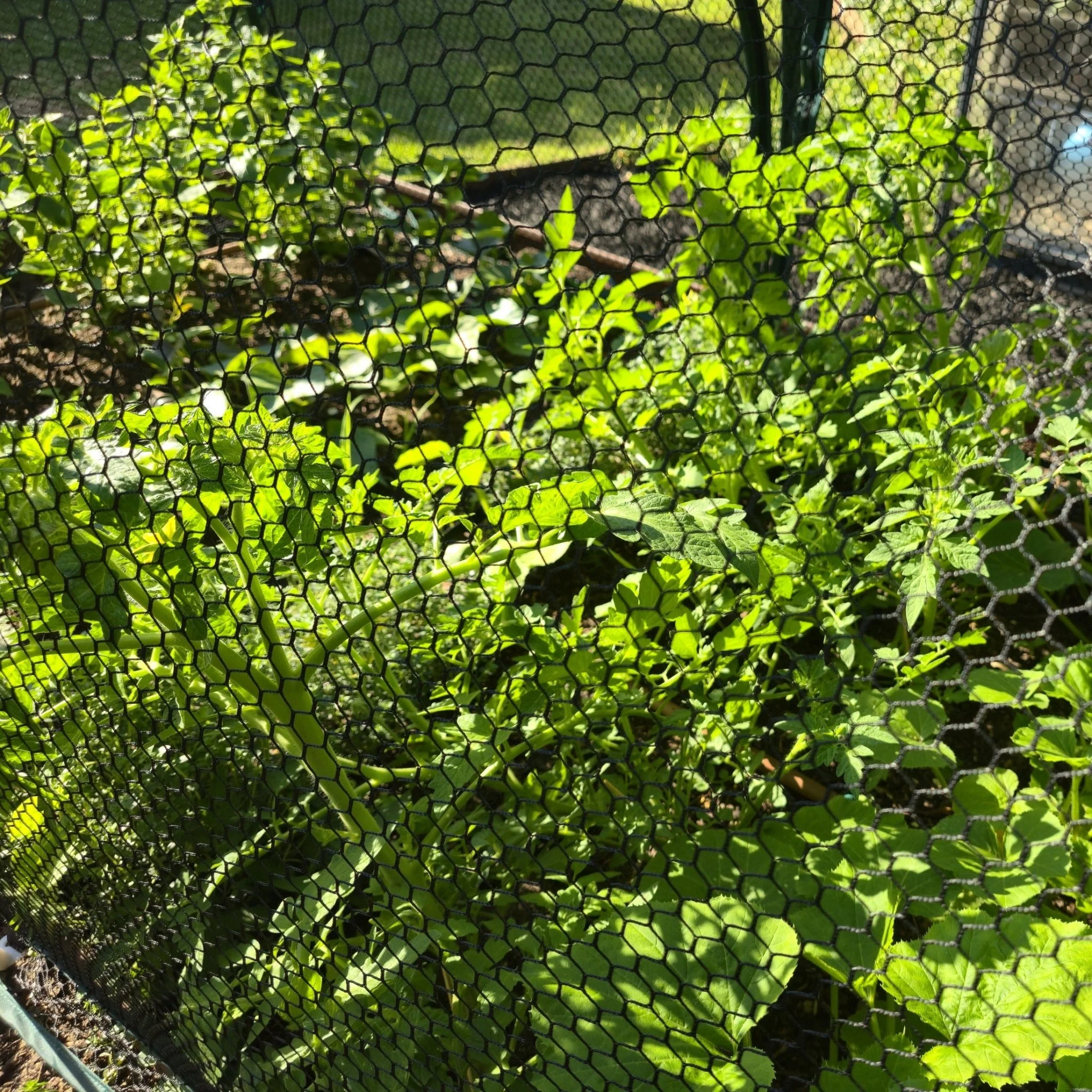 2m POLLINATOR-FRIENDLY Garden Tunnel - Image 5