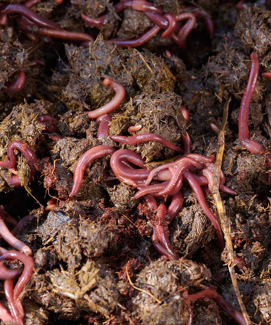 Maze Worm Farm (Three Trays, Legs and Worms) - Image 7