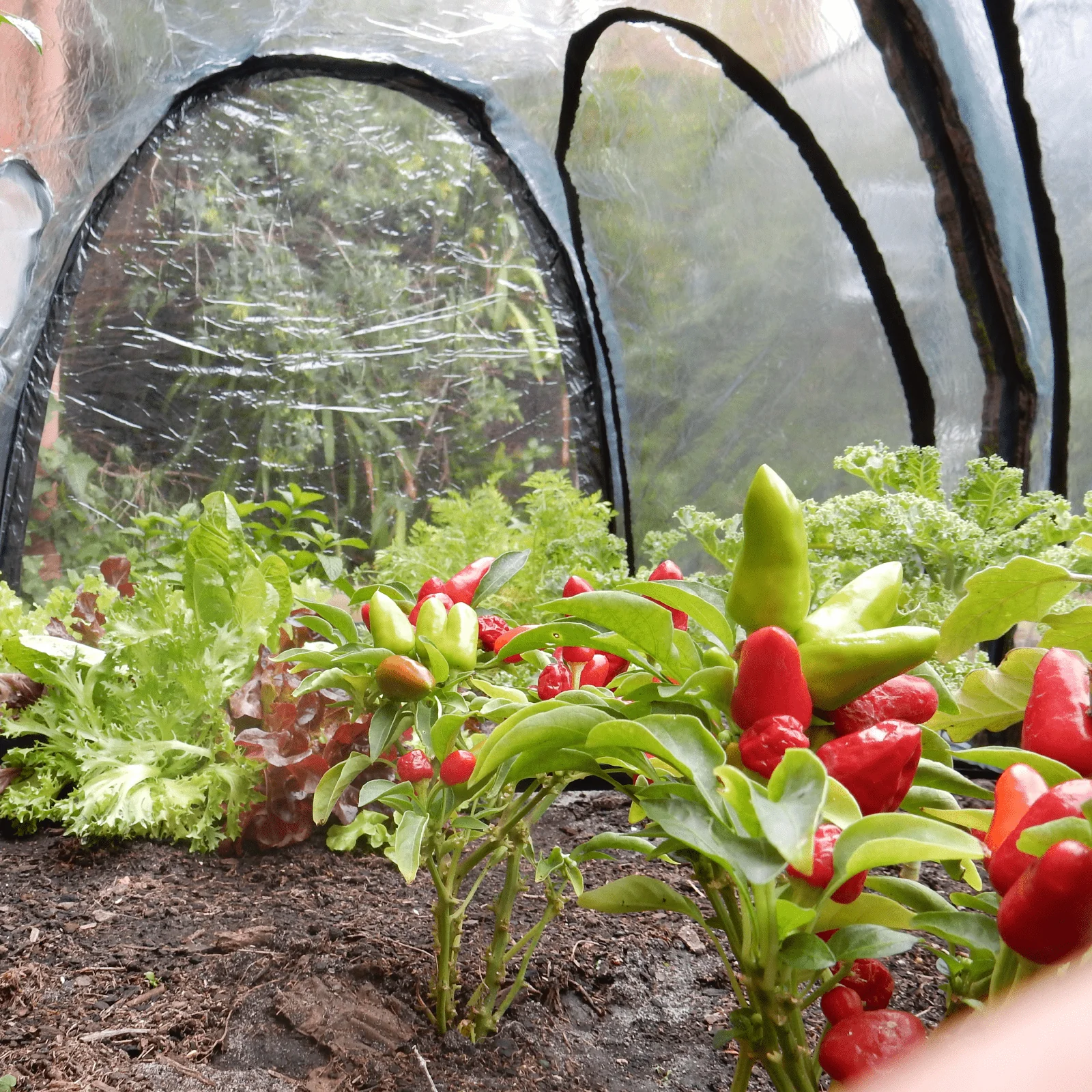 3m POLY Garden Tunnel - Image 5
