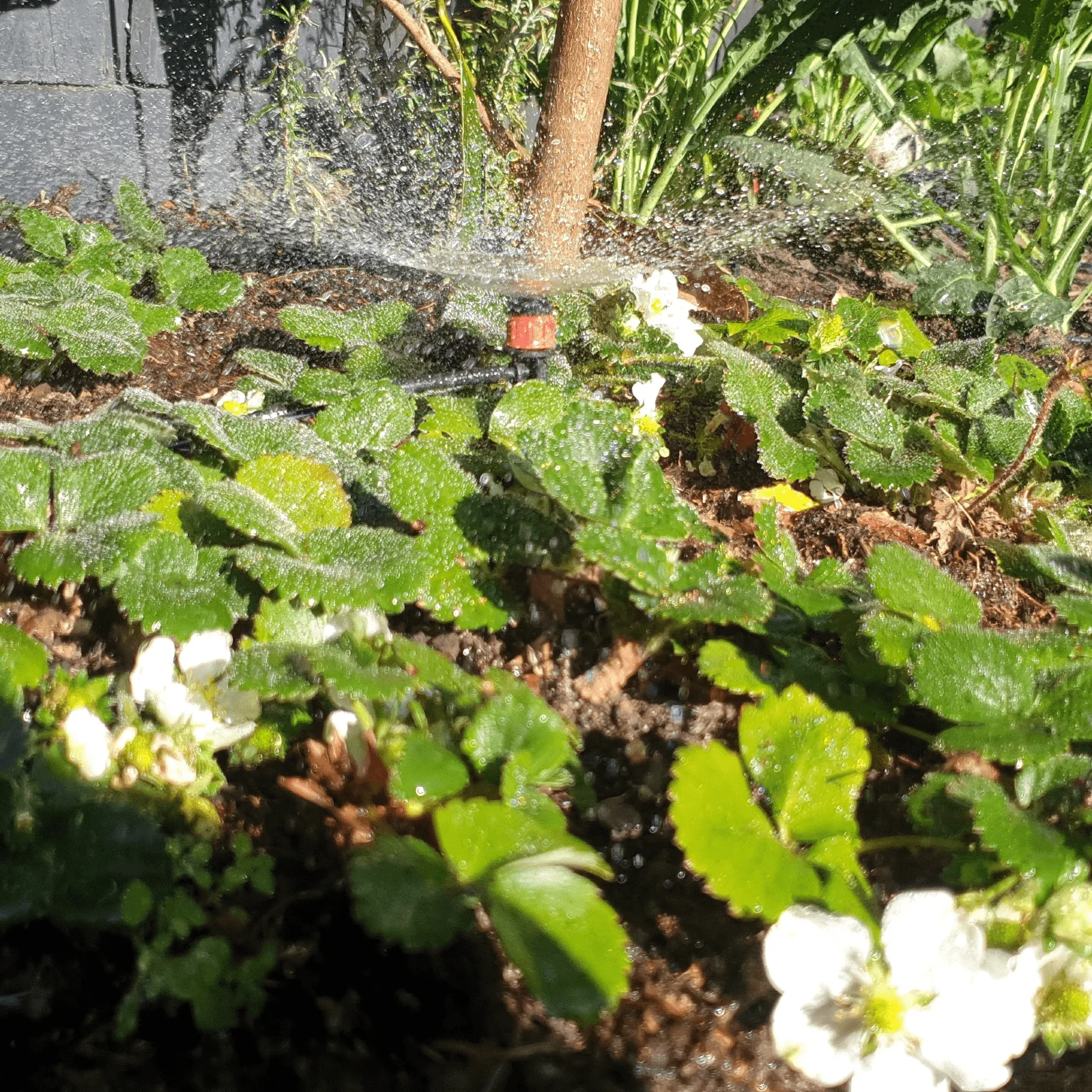 60 x Micro Sprayers with 50m Polytube Kit - Image 2