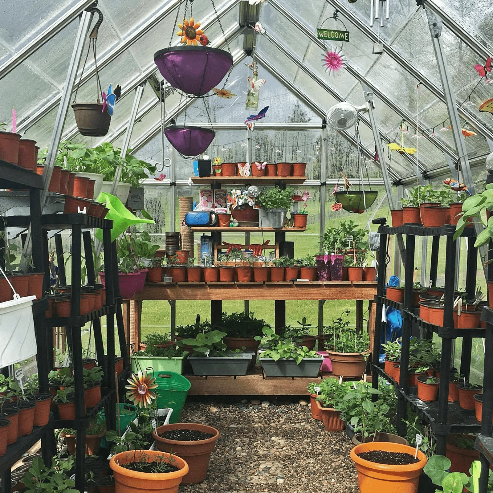 8' x 12' Octave Greenhouse - Clear Roof (2.5m x 3.7m) - Image 6