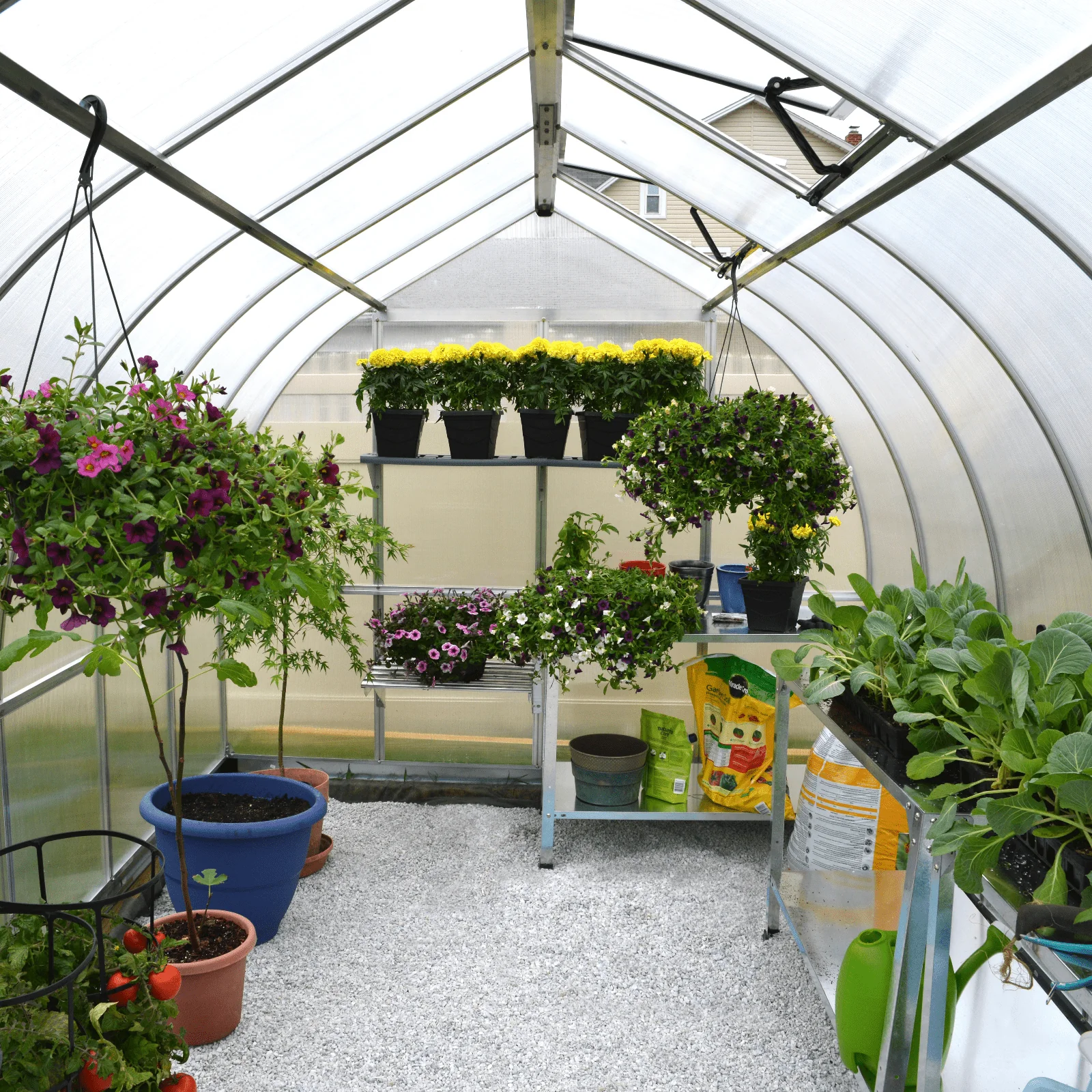 BELLA 8' x 20' Greenhouse (2.5m x 6.2m) - Image 4