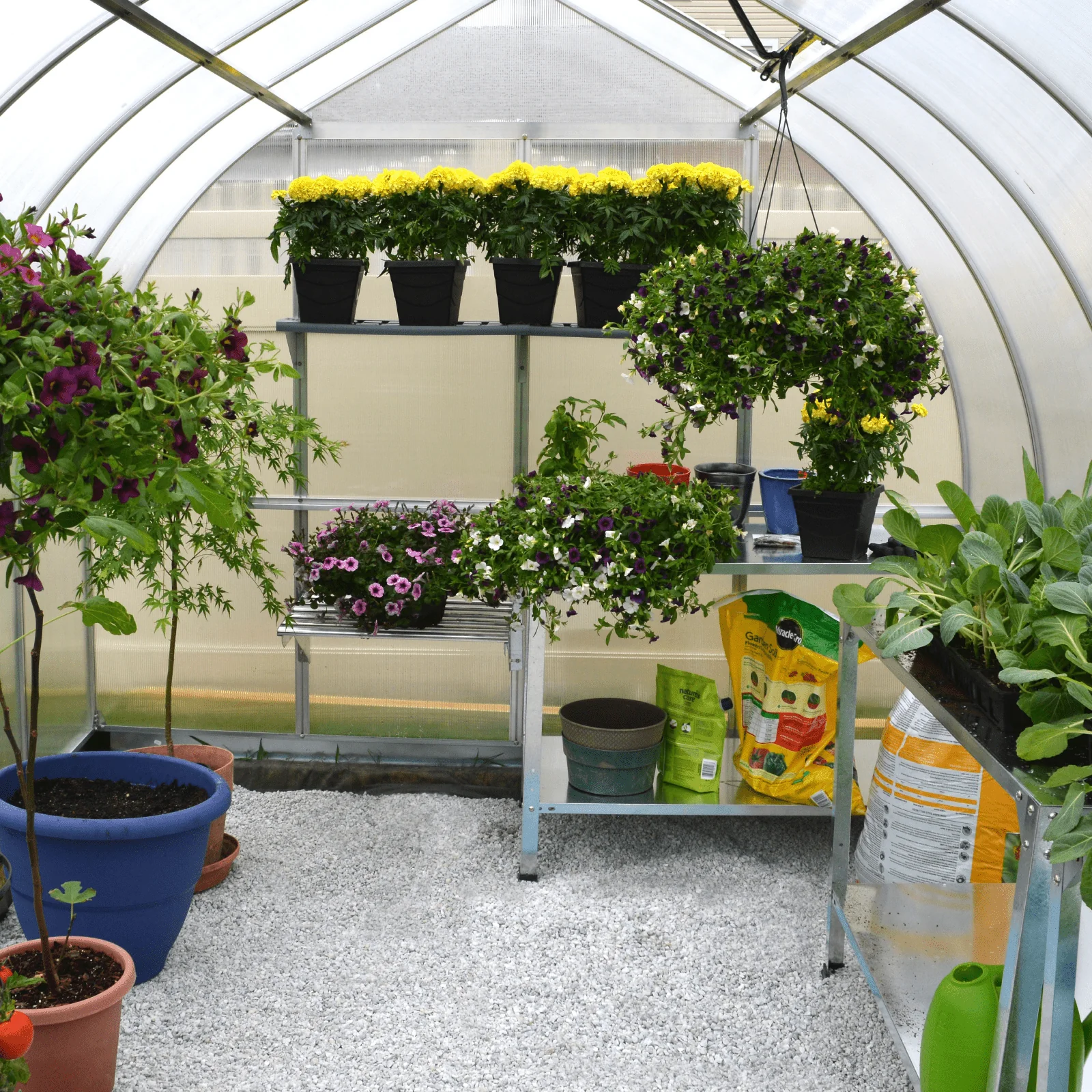 BELLA 8' x 8' Greenhouse (2.5m x 2.5m) - Image 3