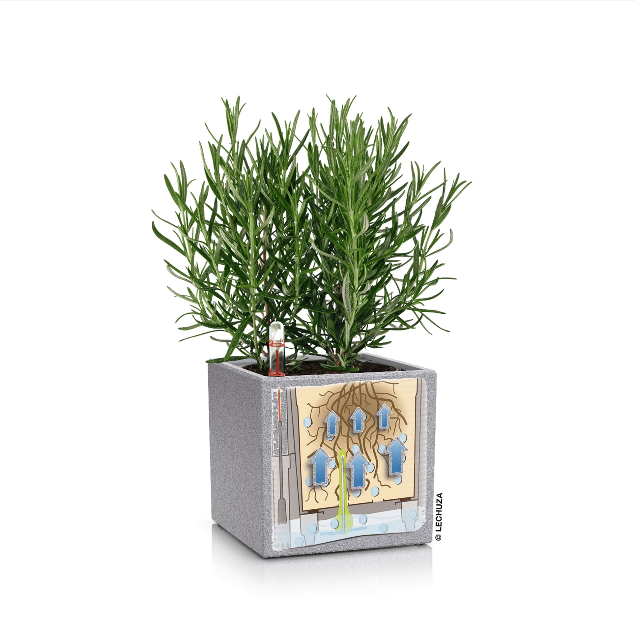 CANTO Stone 14 - Image 9