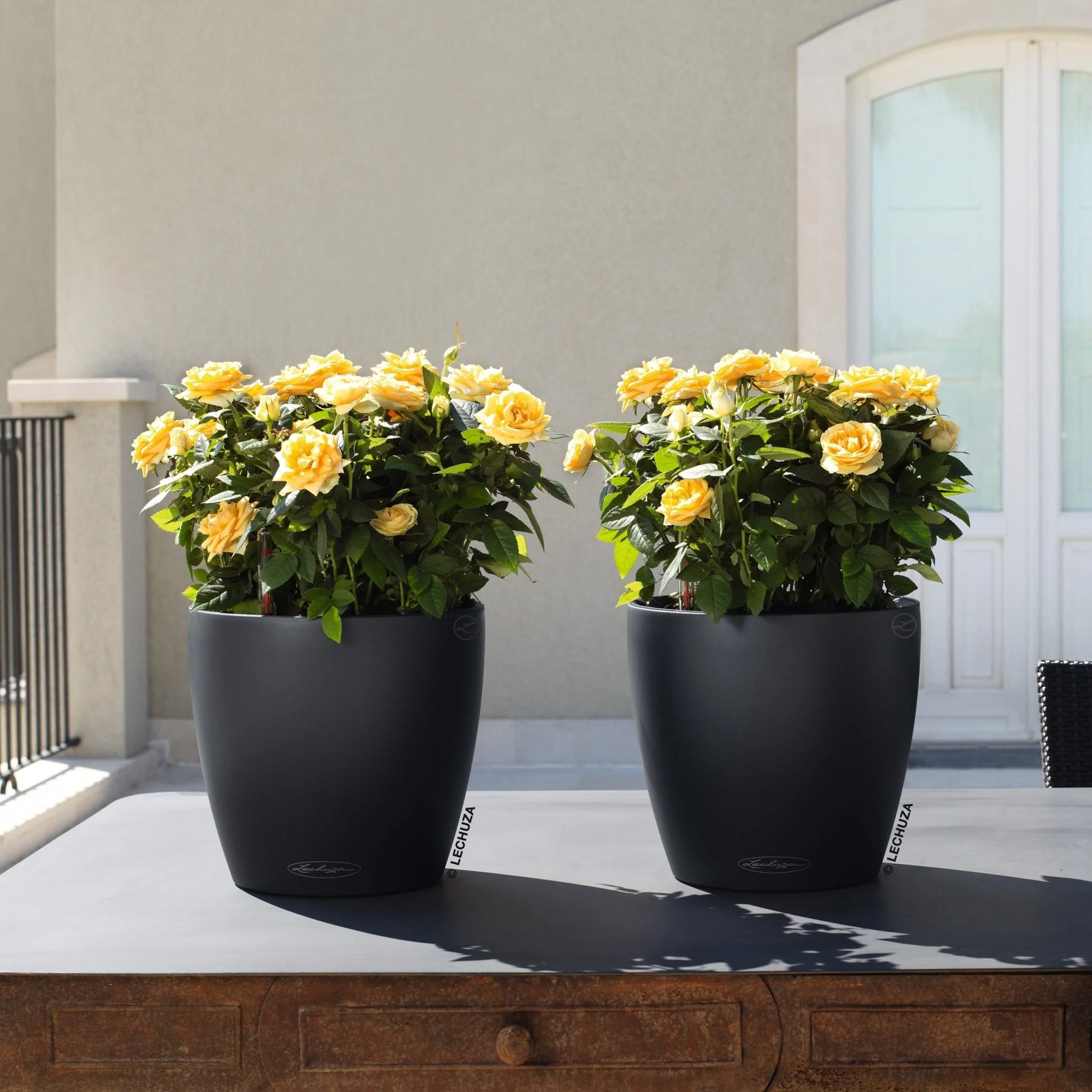 CLASSICO Color 18 - Image 11