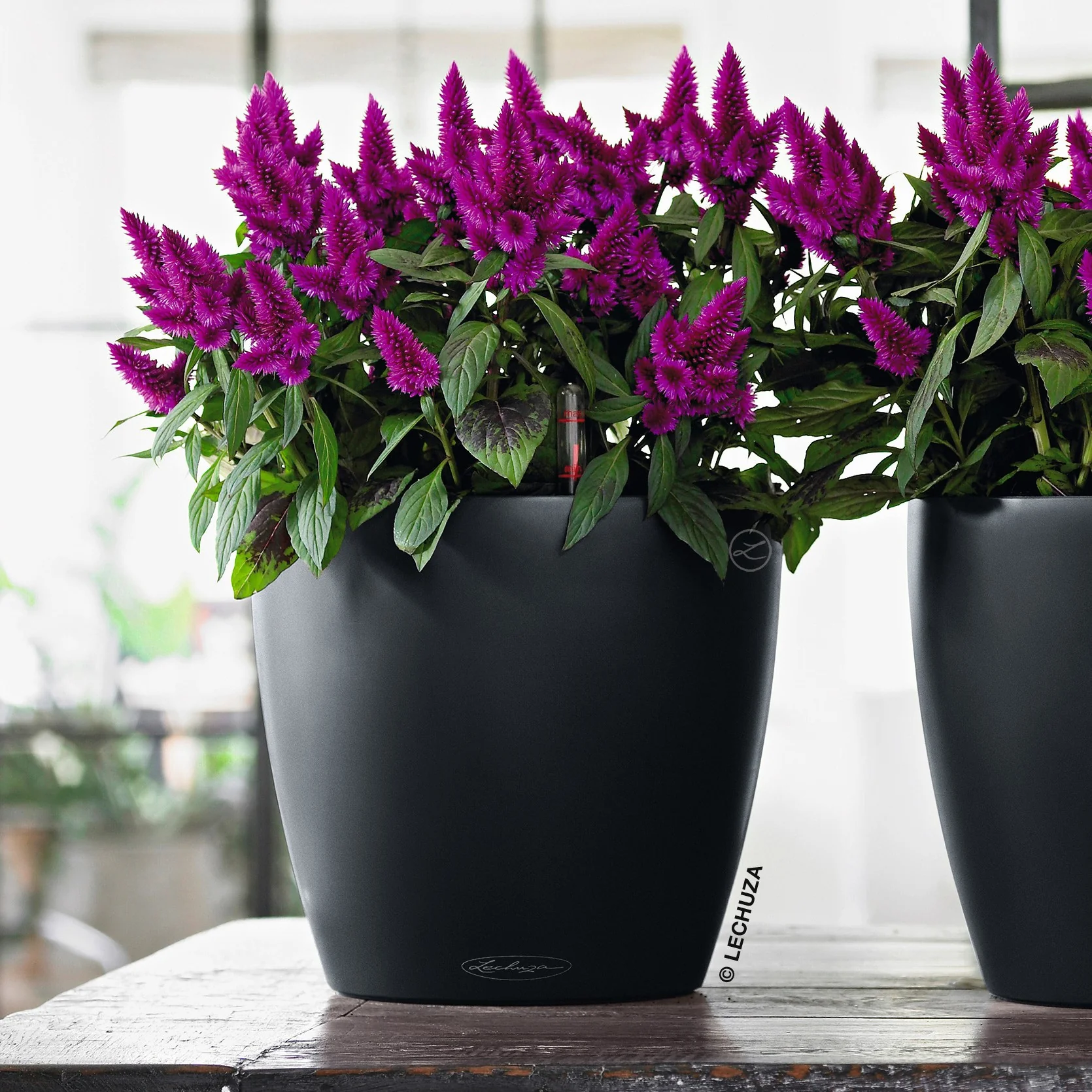 CLASSICO Color 21 - Image 9