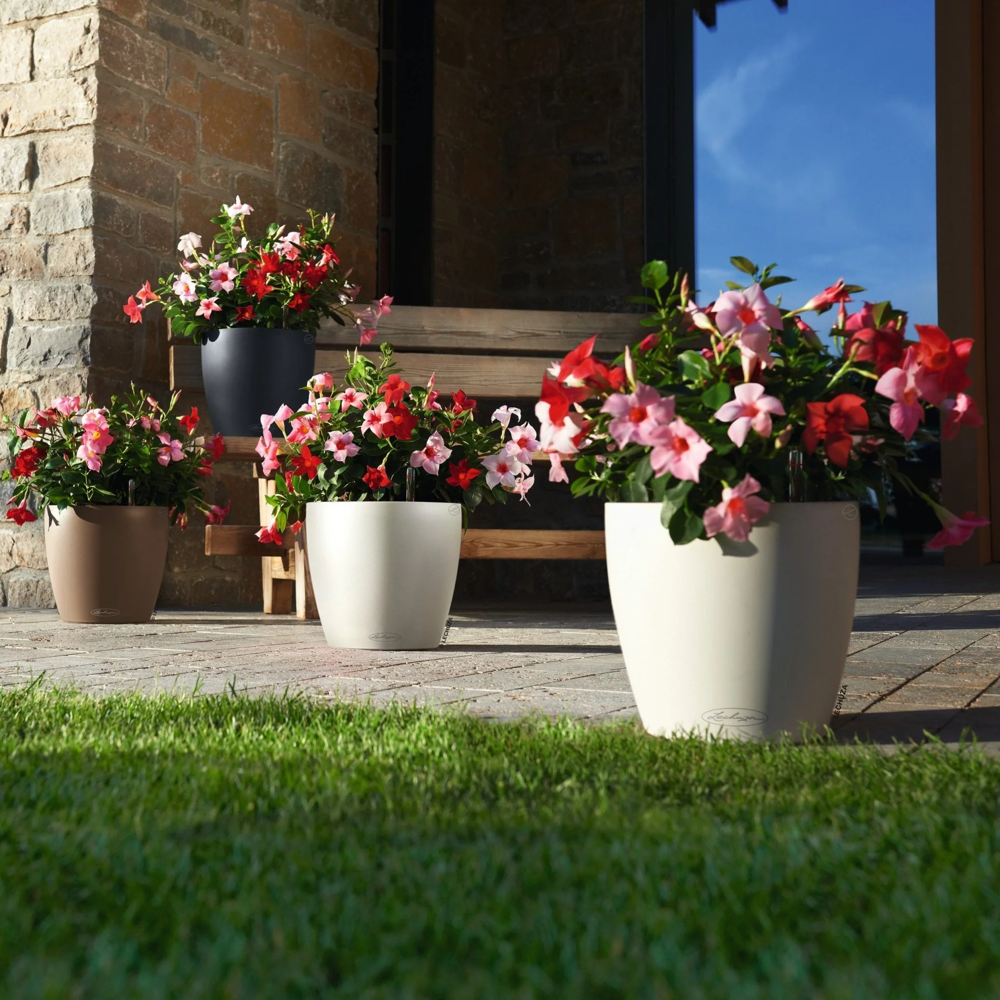 CLASSICO Color 28 - Image 10