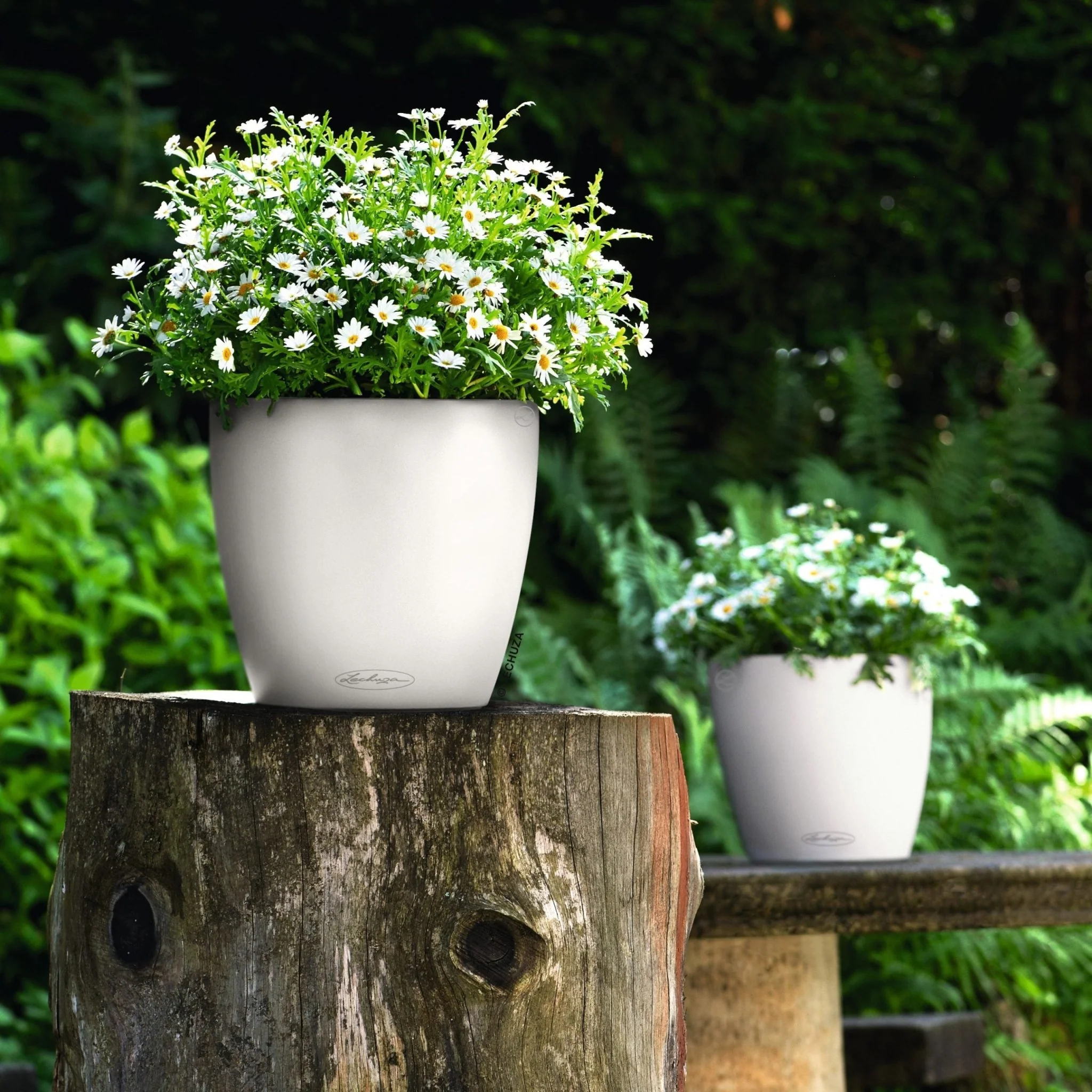 CLASSICO Color 28 - Image 11
