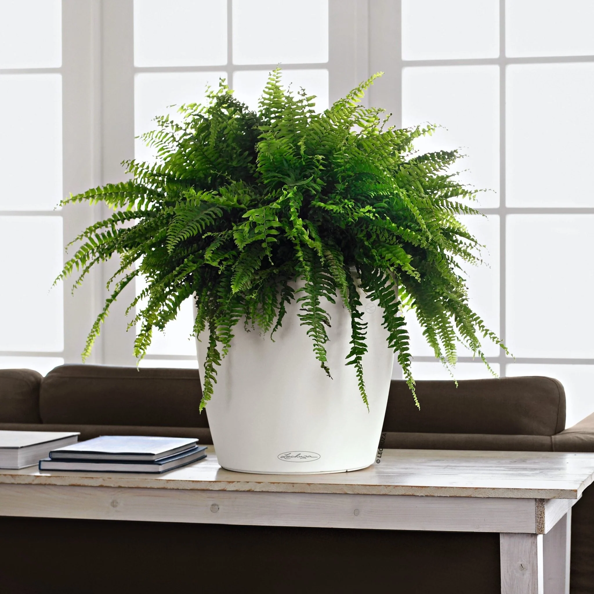 CLASSICO Color 35 - Image 10