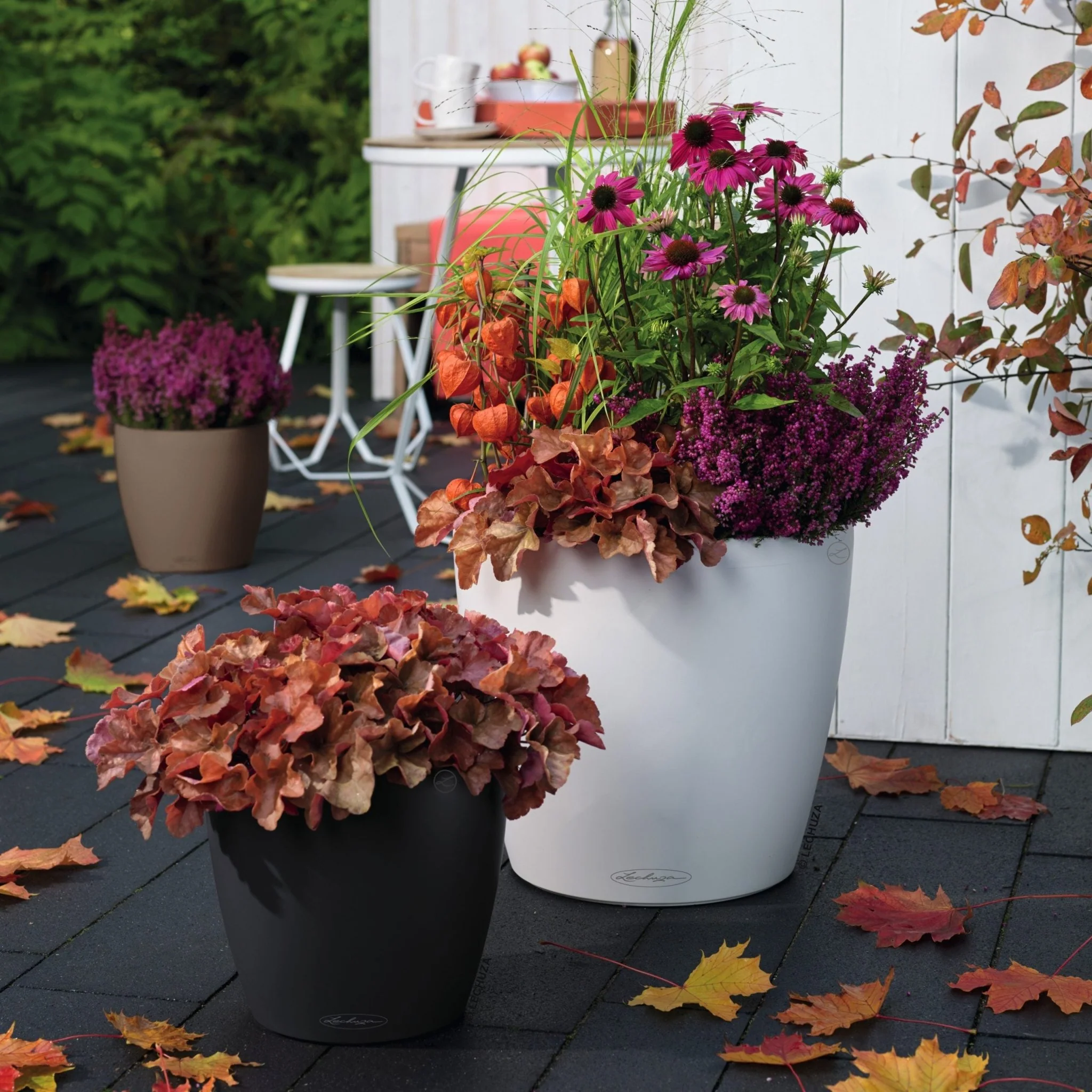 CLASSICO Color 35 - Image 11
