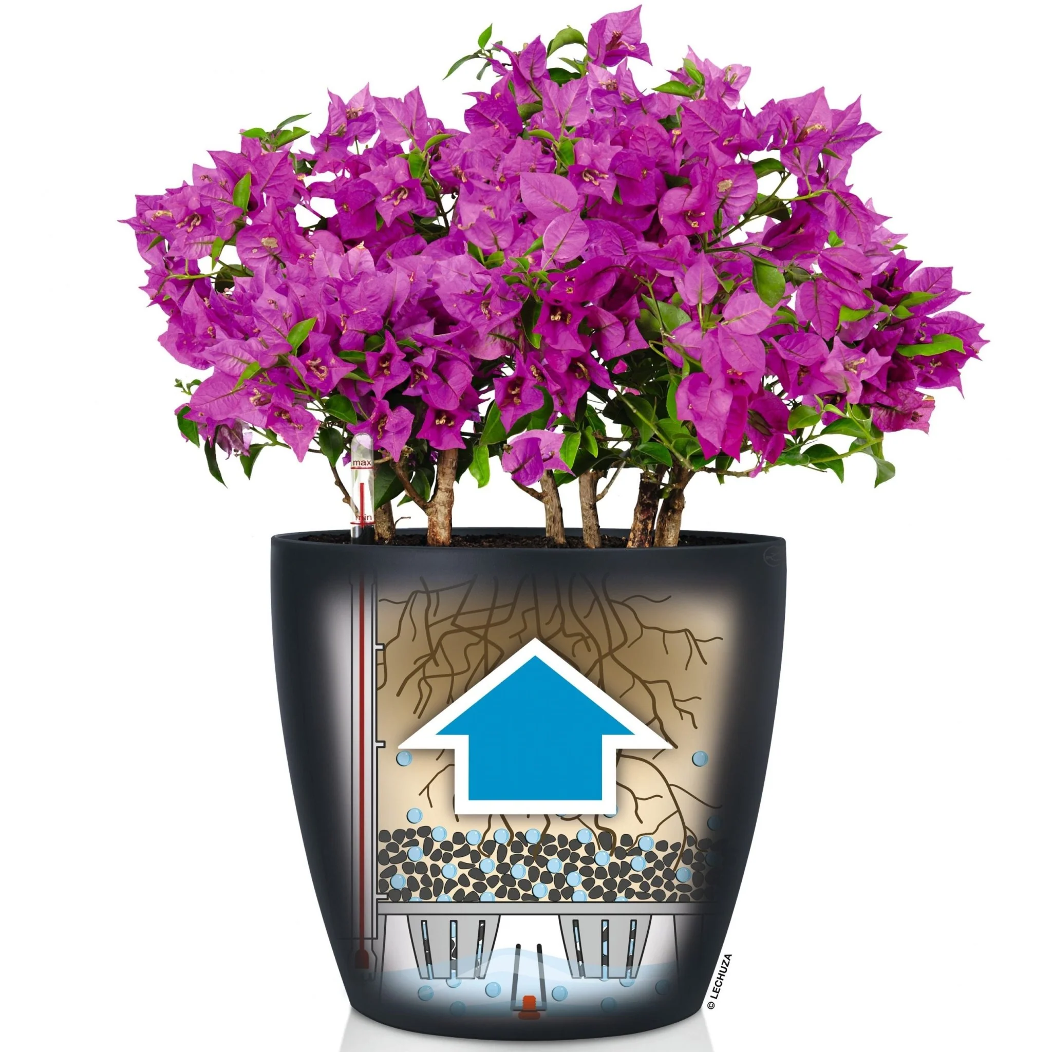 CLASSICO Color 35 - Image 7