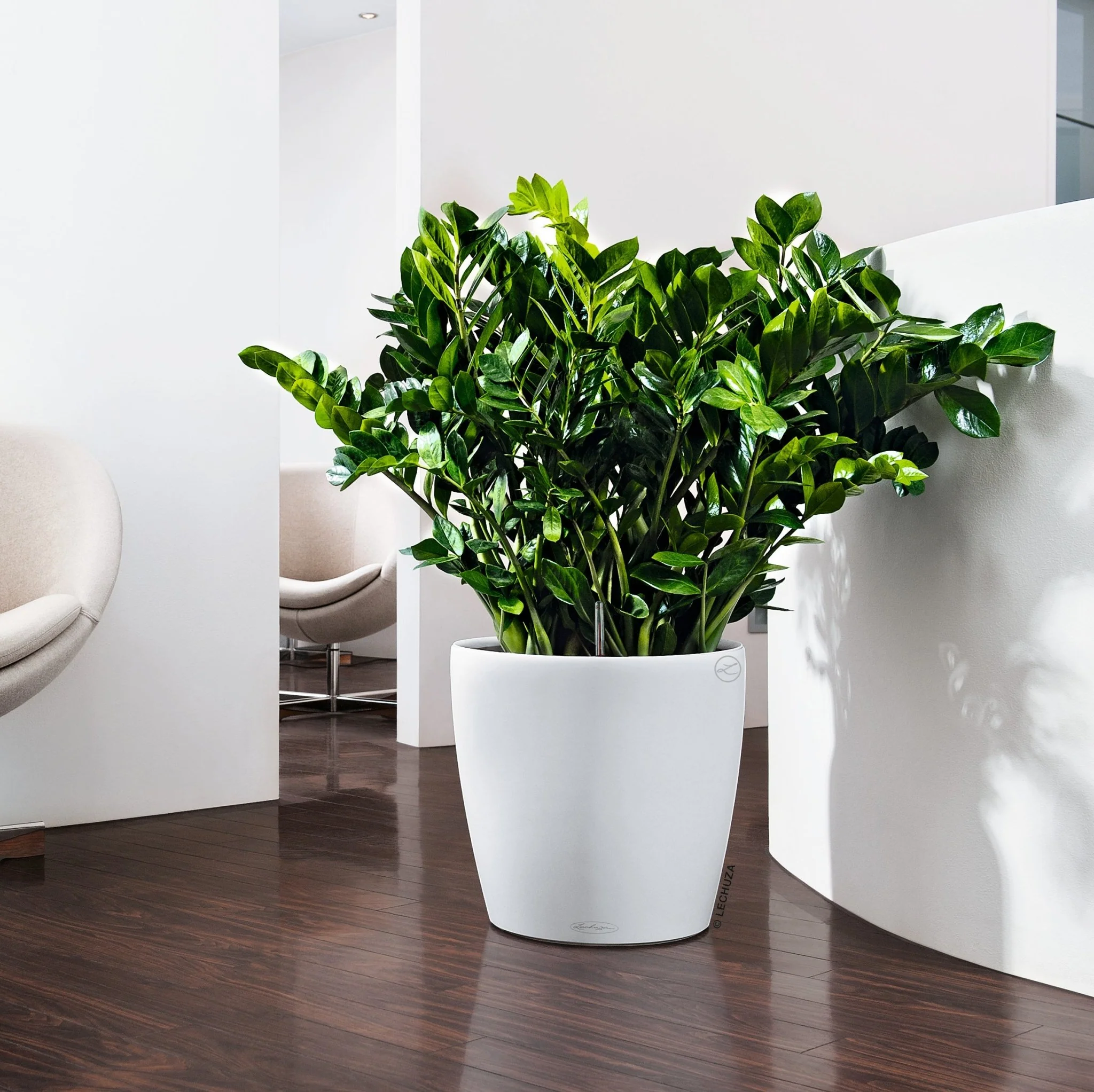 CLASSICO Color 35 - Image 9