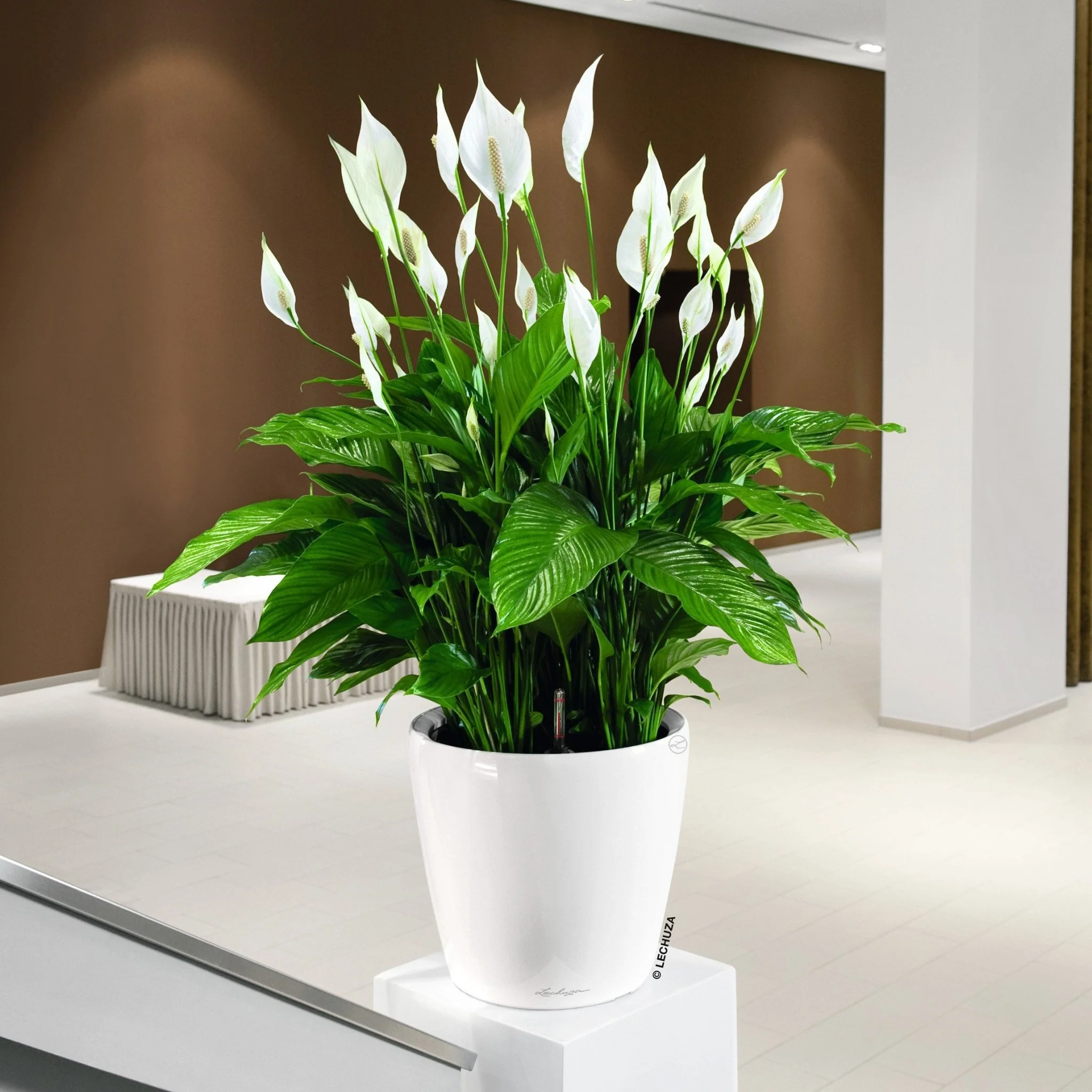 CLASSICO LS 28 Premium - Image 11