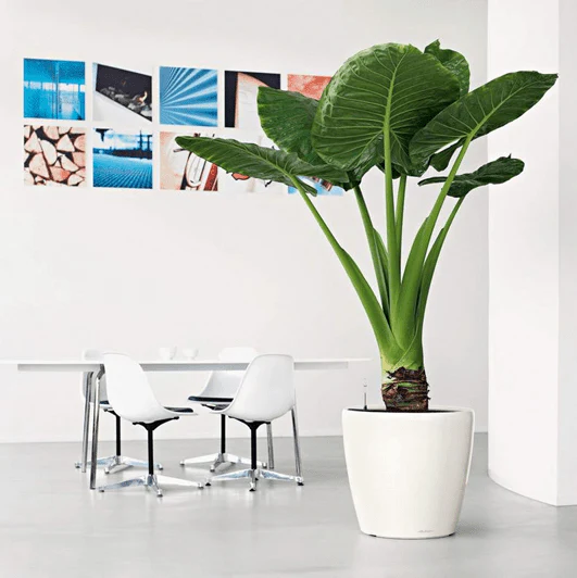 CLASSICO LS 50 Premium - Image 11