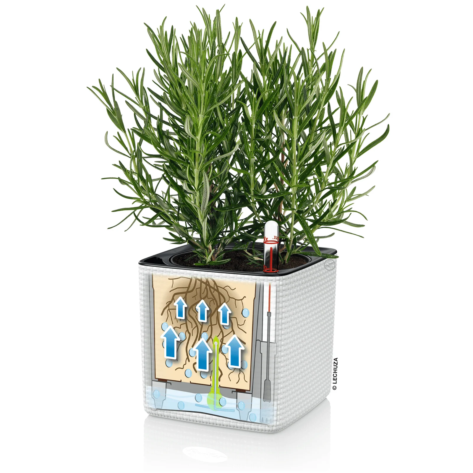 PURO CUBE Color 14 - Image 9