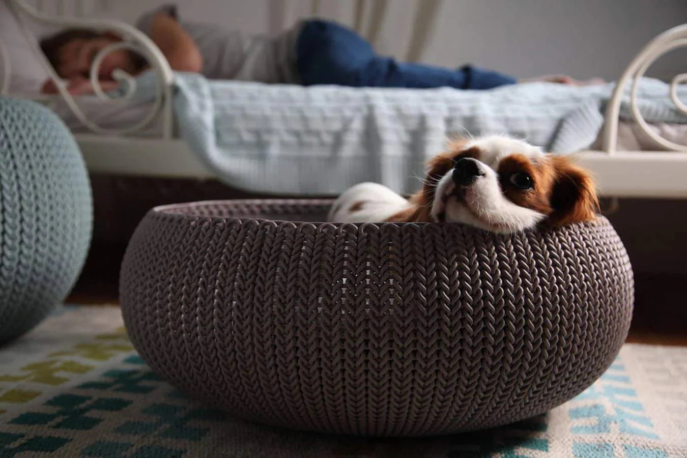 Curver Cozy Pet Bed (Beige) - Image 15