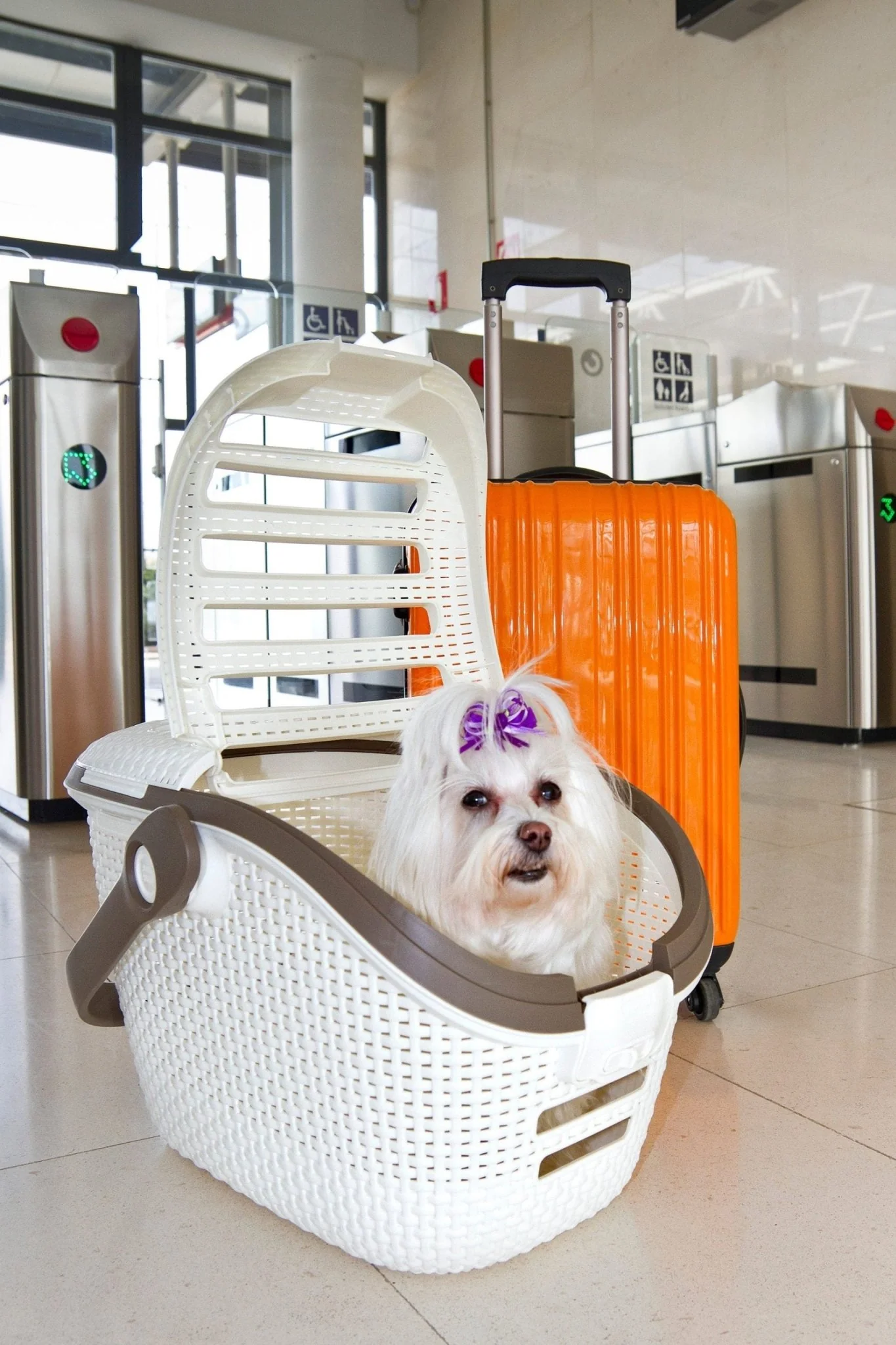 Curver Pet Carrier - Image 14