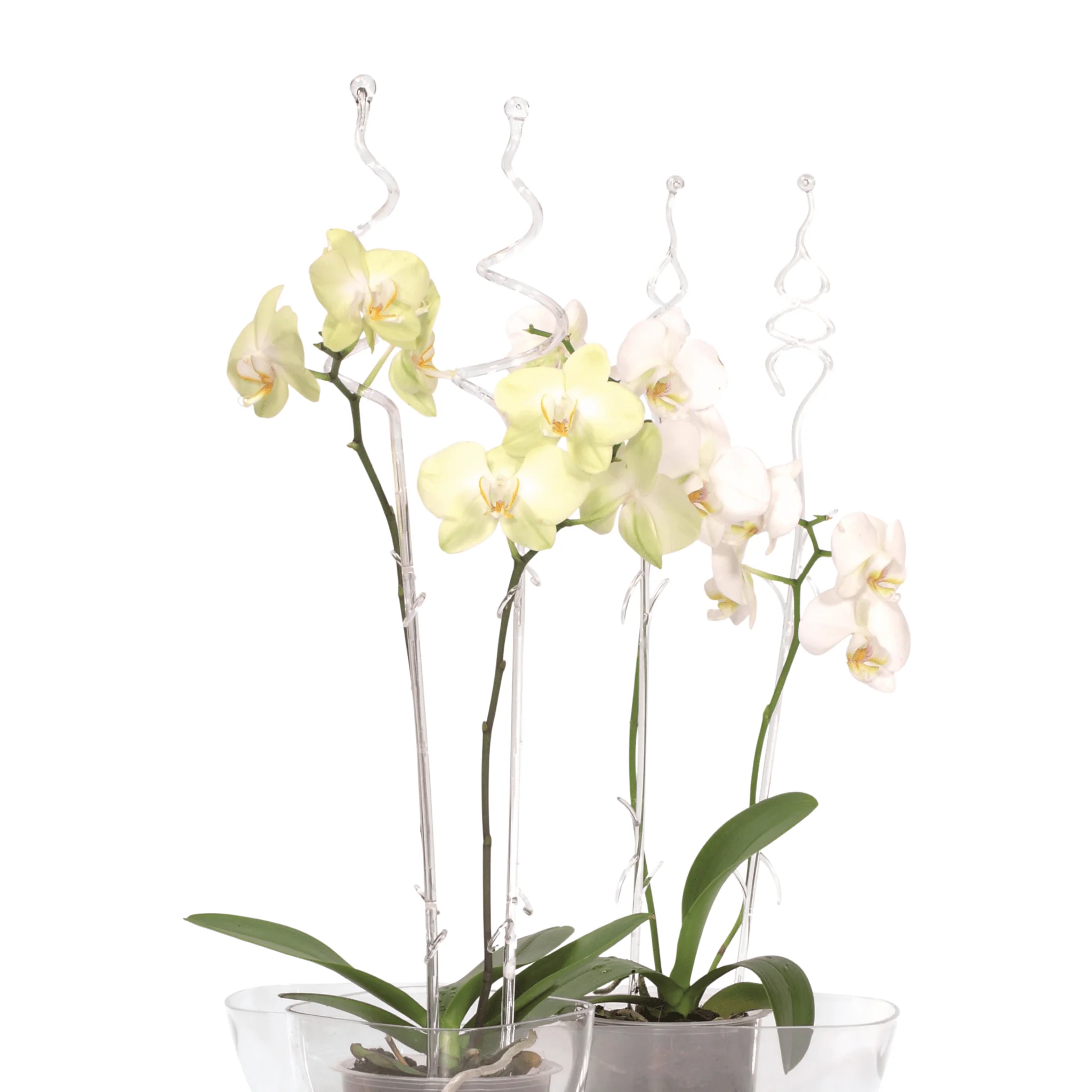 Decor Orchid Sticks - 2pk - Image 4