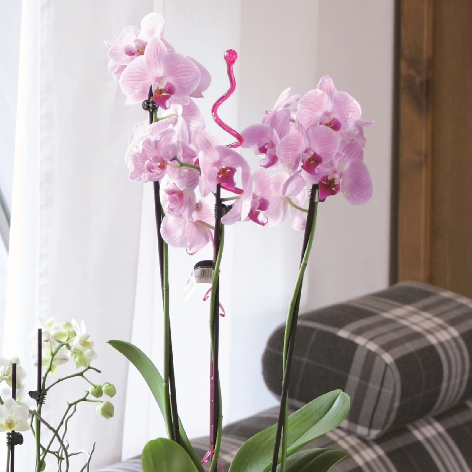 Decor Orchid Sticks - 2pk - Image 6
