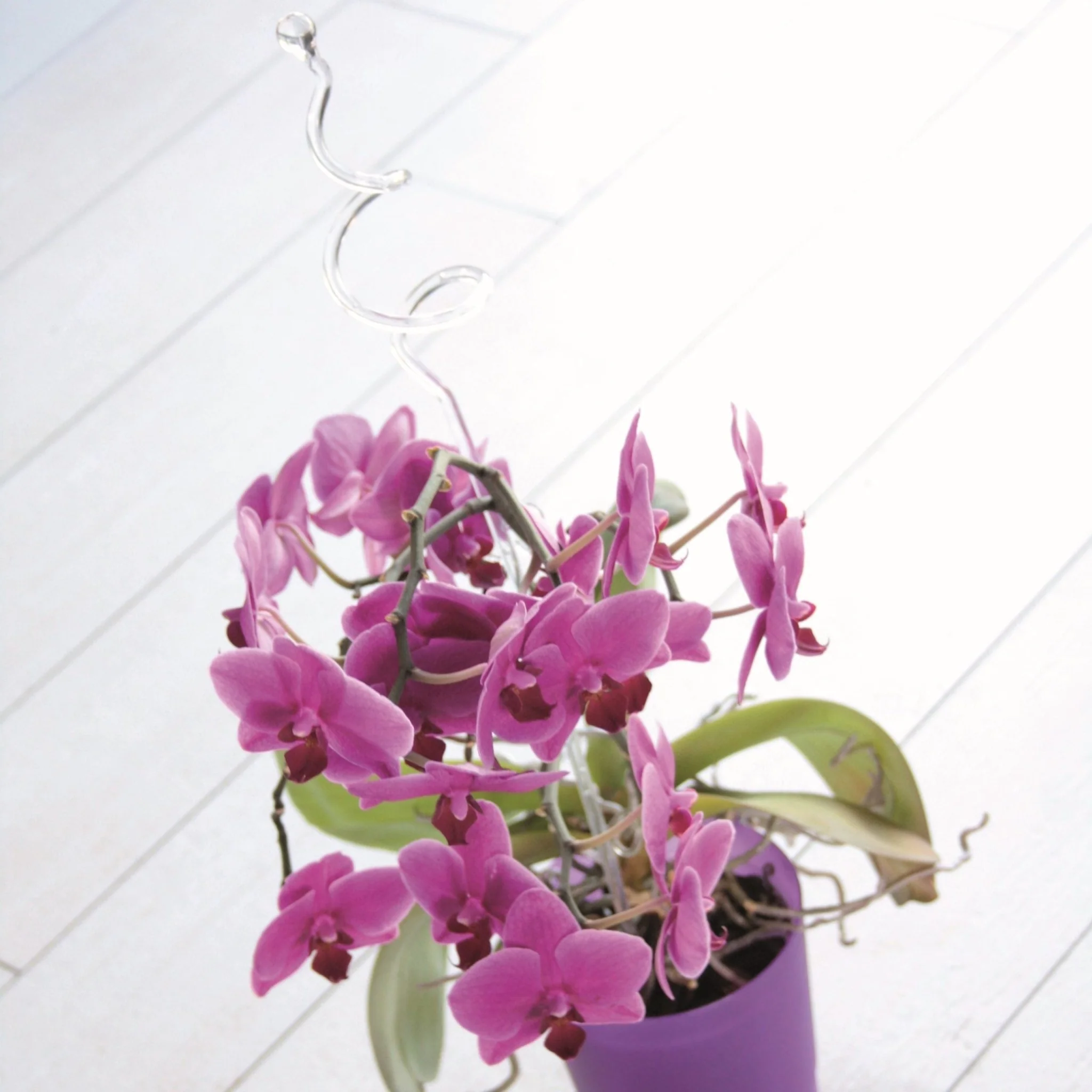 Decor Orchid Sticks - 6pk - Image 10
