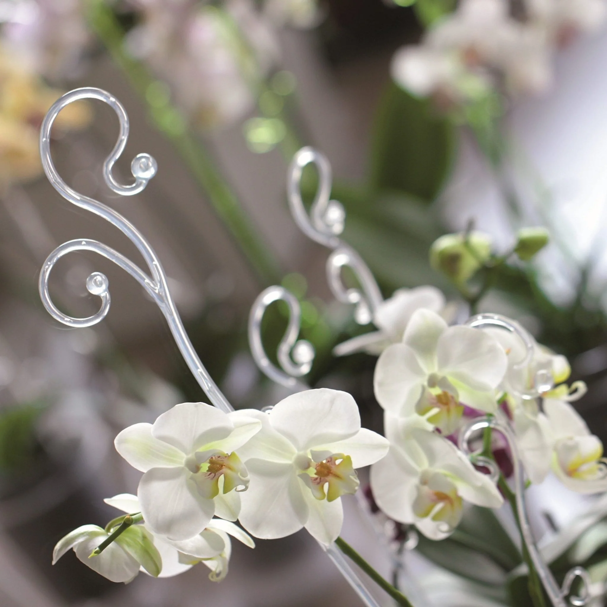 Decor Orchid Sticks - 6pk - Image 6