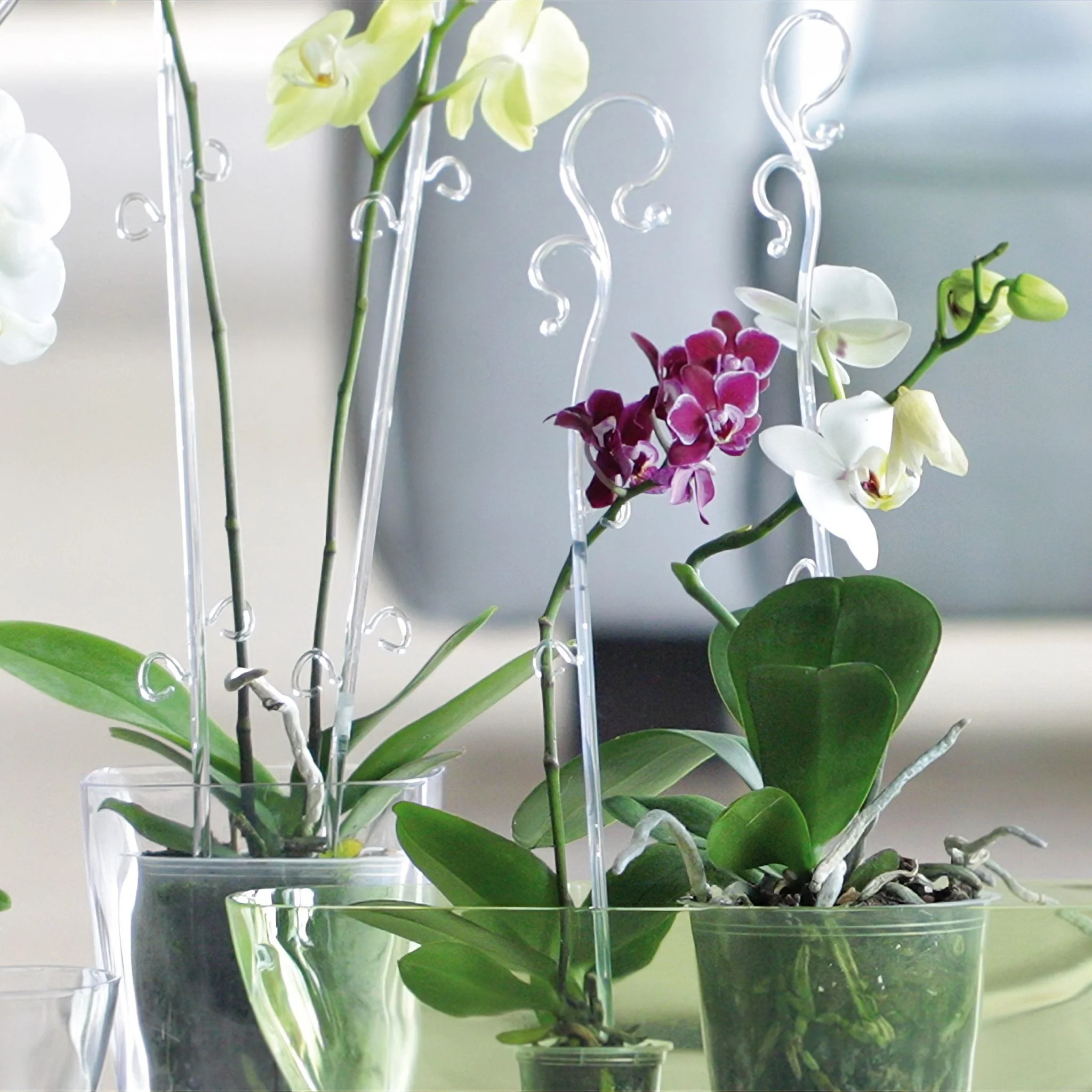Decor Orchid Sticks - 6pk - Image 8