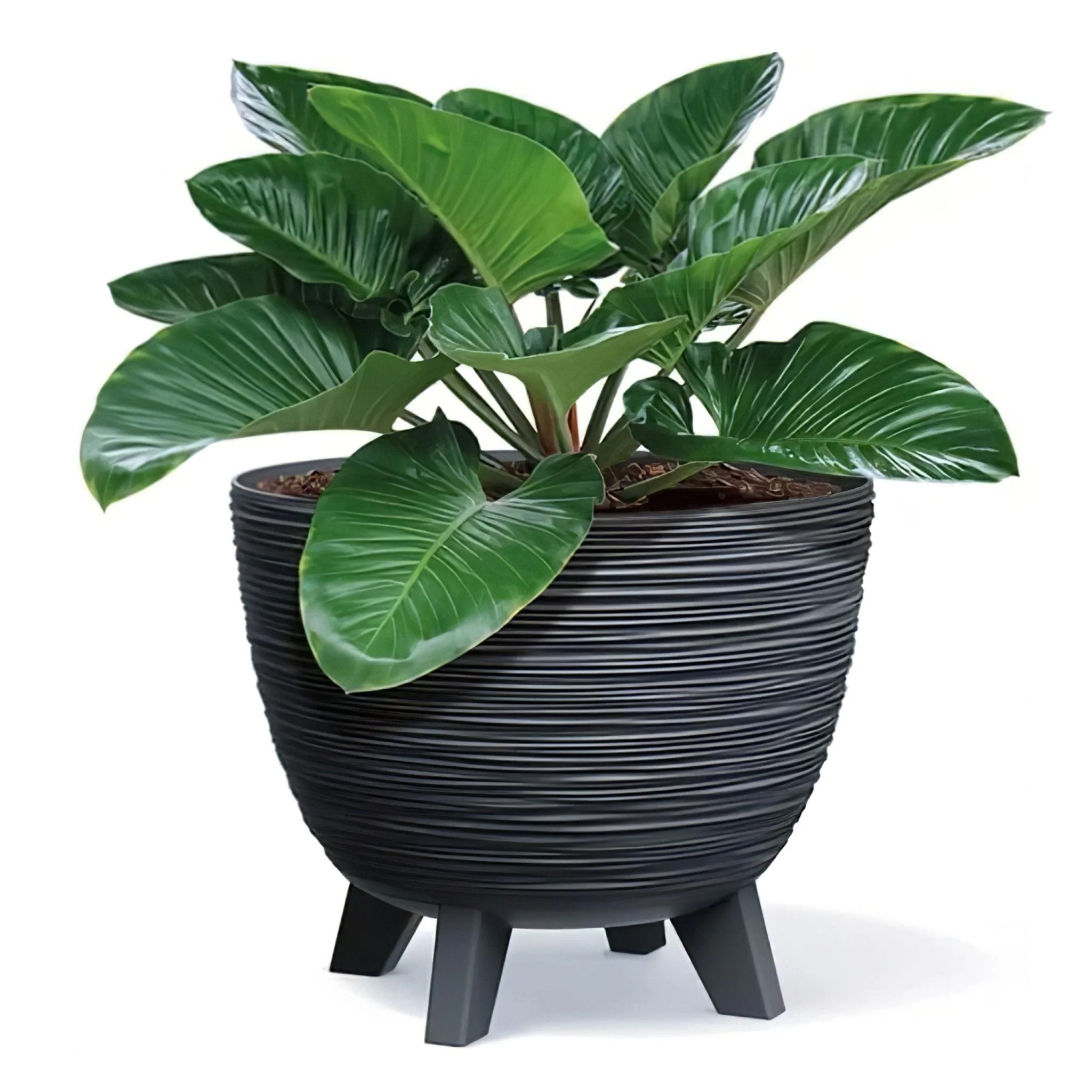 Furu Planter 300 - Image 8