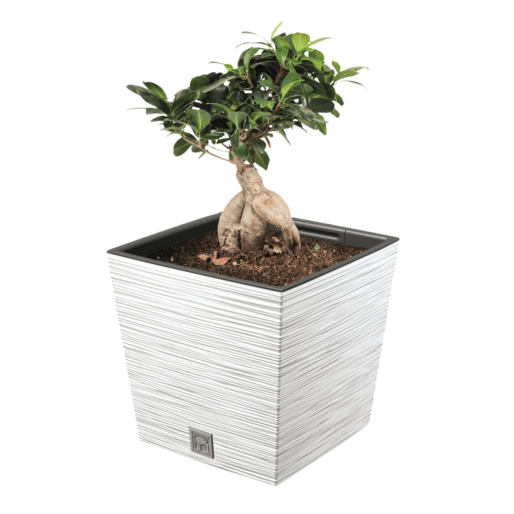 Furu Square Low Planter 300 - Image 5