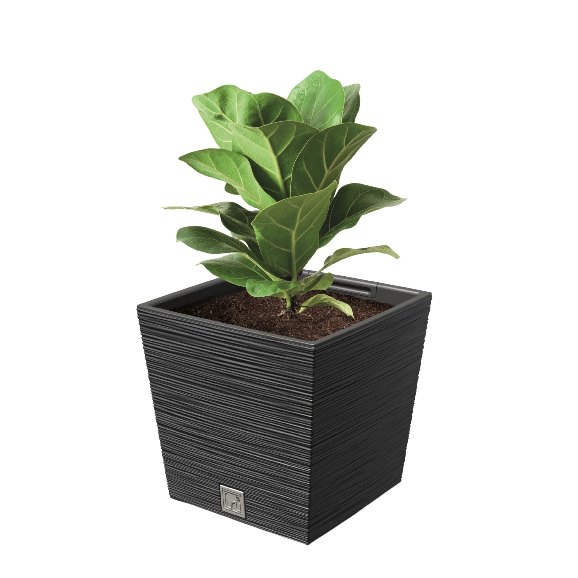 Furu Square Low Planter 300 - Image 6