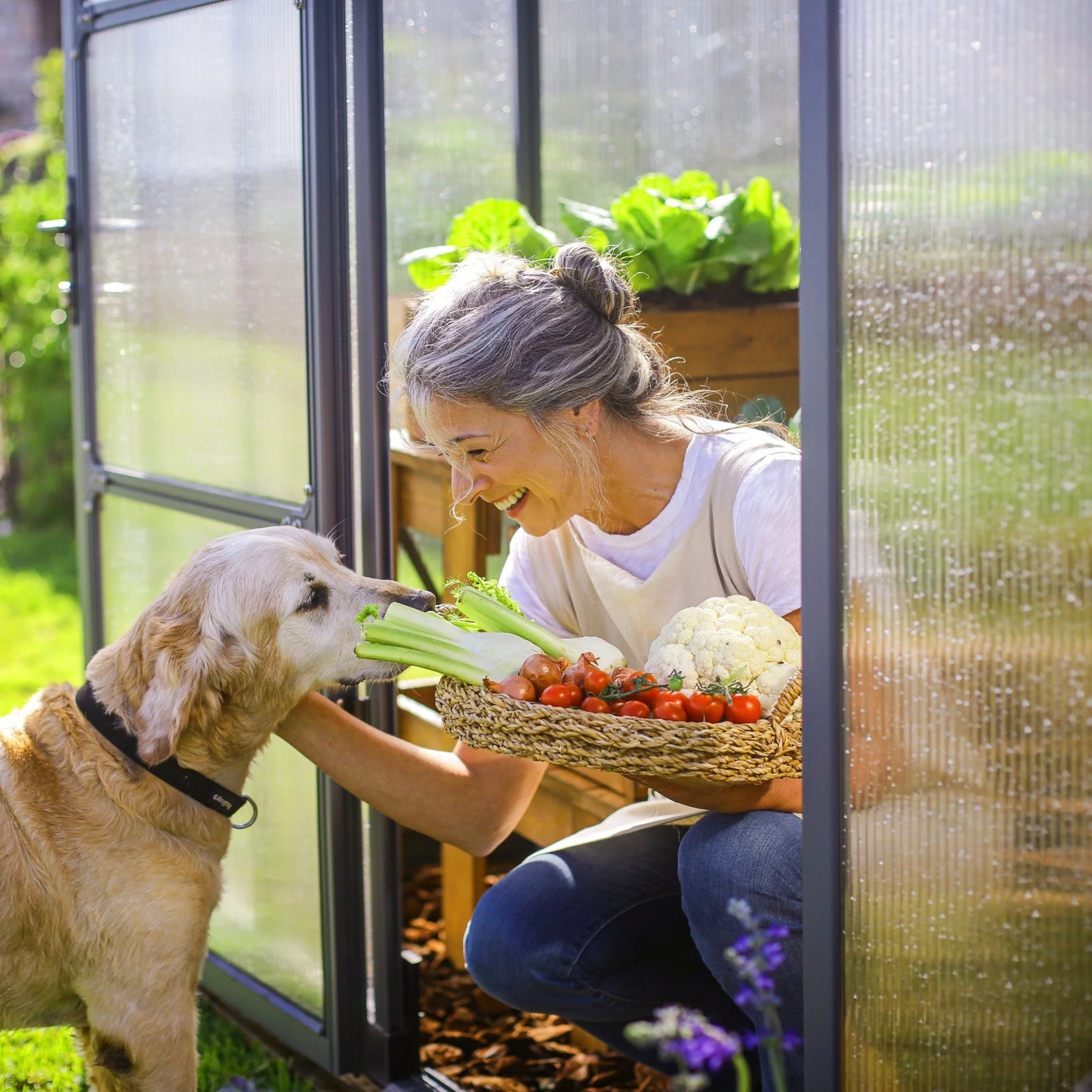 PRE ORDER: MAY. - GLORY 8' x 16' Premium Greenhouse - Grey Frame (2.5m x 4.9m) - Image 7