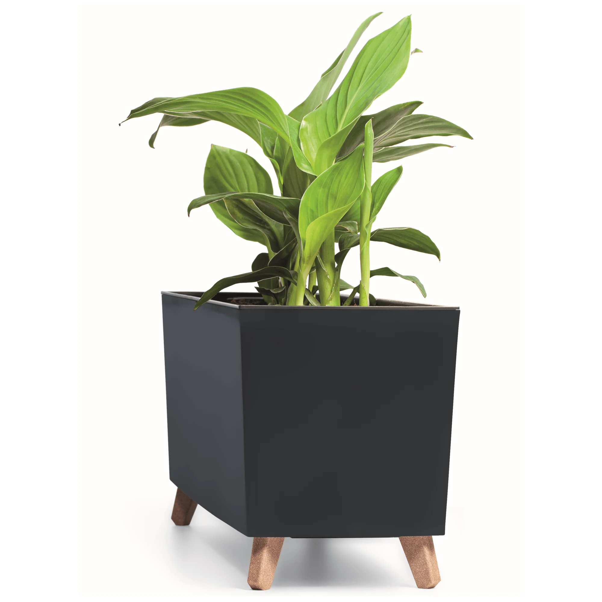 Gracia Case Medium Planter - Image 4