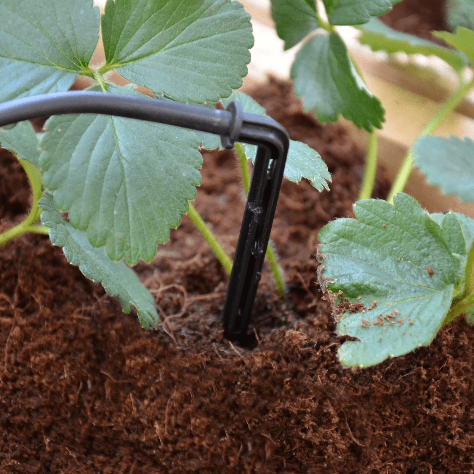 Greenhouse Drip Kit - Image 2