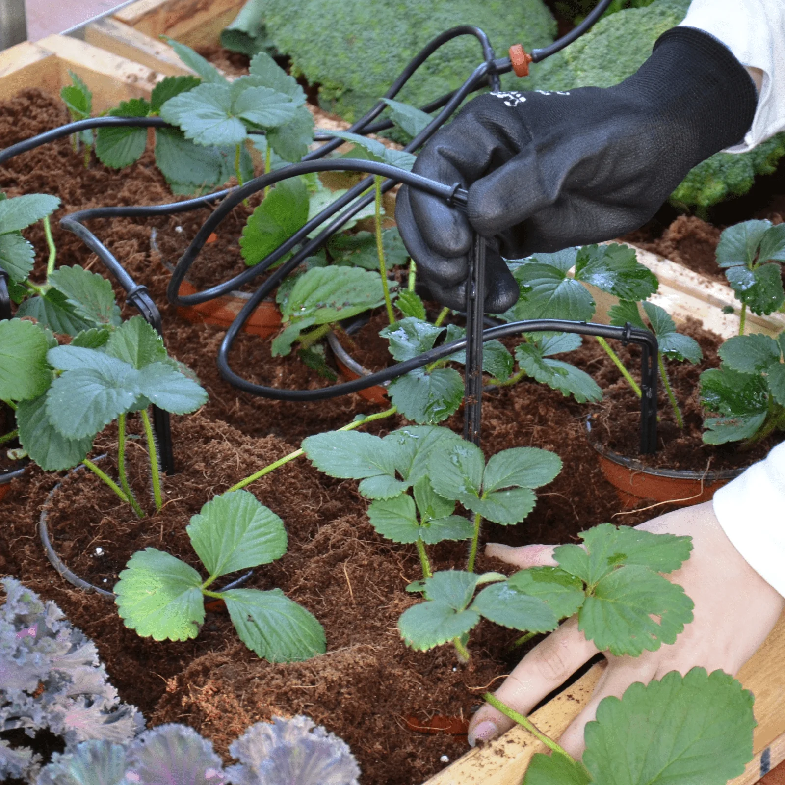 Greenhouse Drip Kit - Image 3