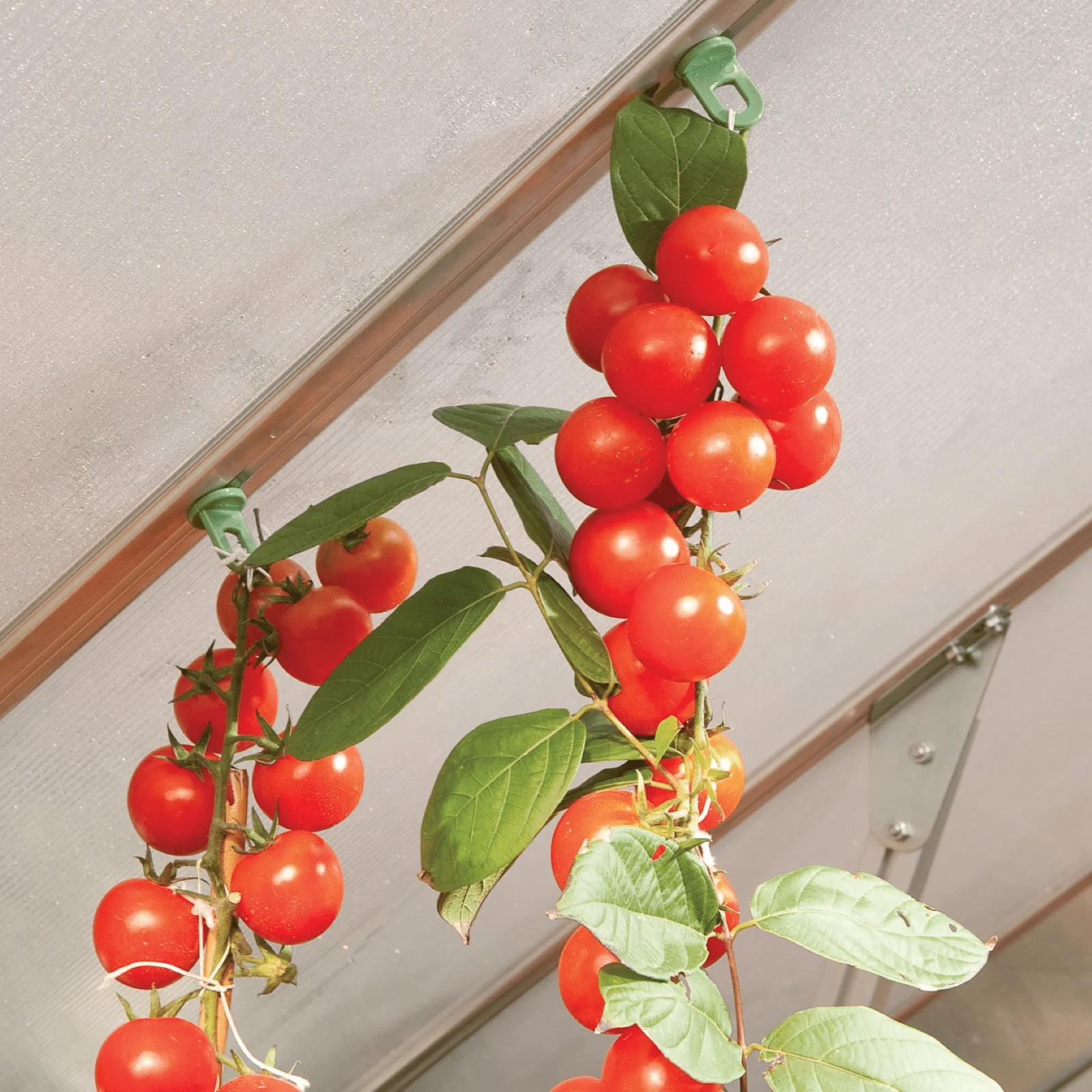 PRE ORDER: APR. - Greenhouse Plant Hangers (10 Pack) - Image 3