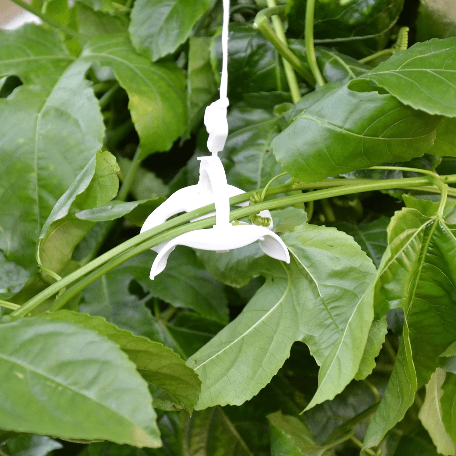 PRE ORDER: APR. - Greenhouse Trellising Kit - Image 5