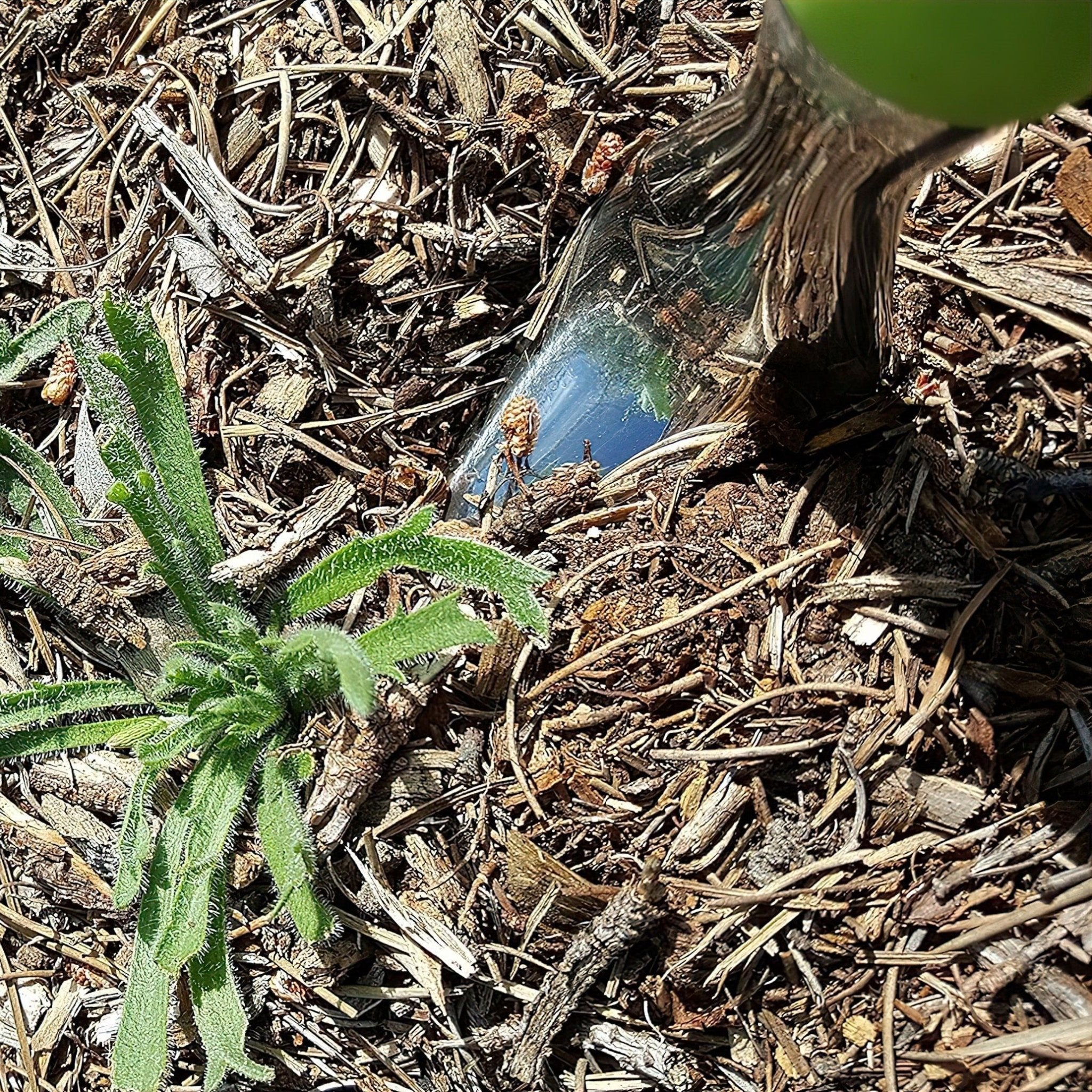 Hand Weeder - Image 4