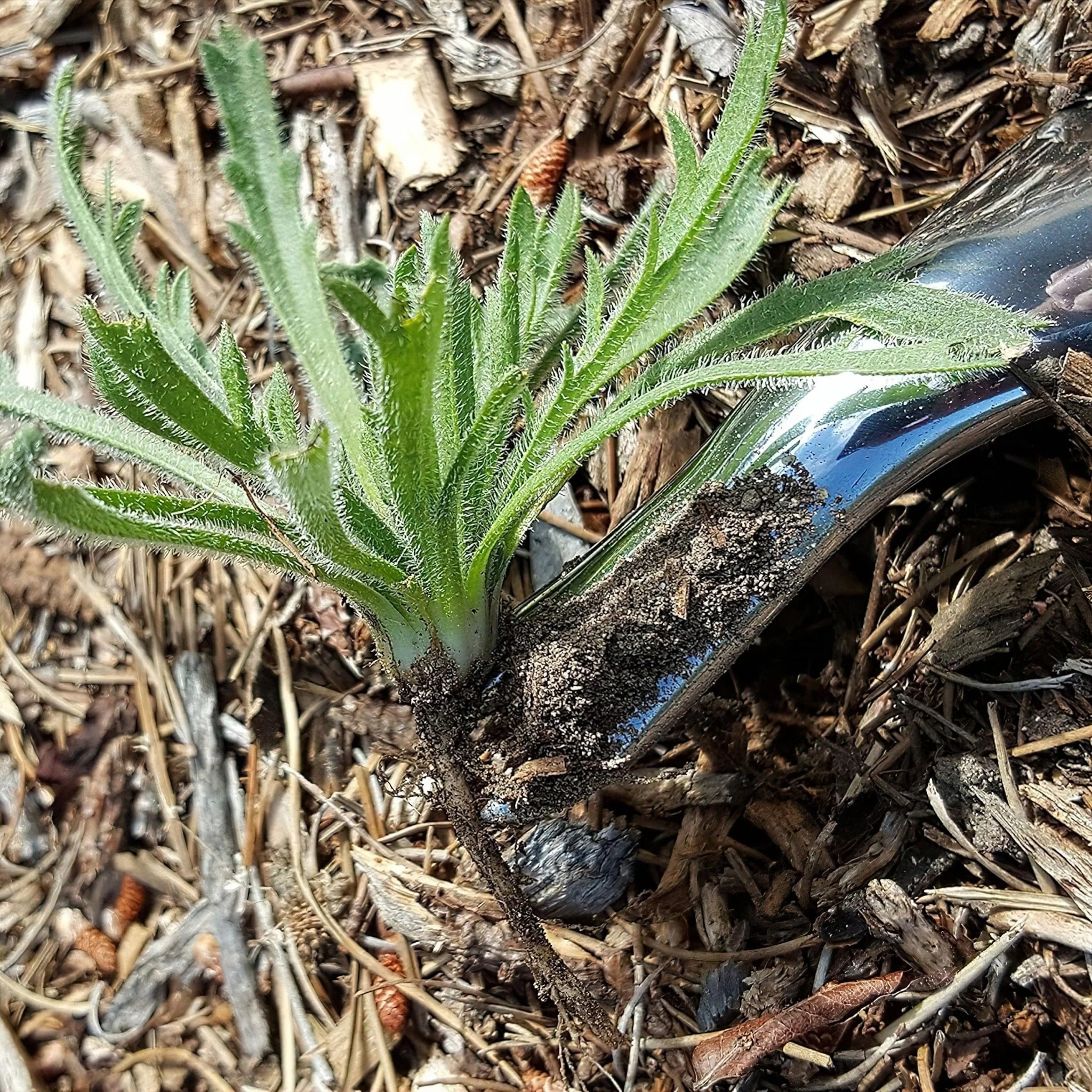 Hand Weeder - Image 5