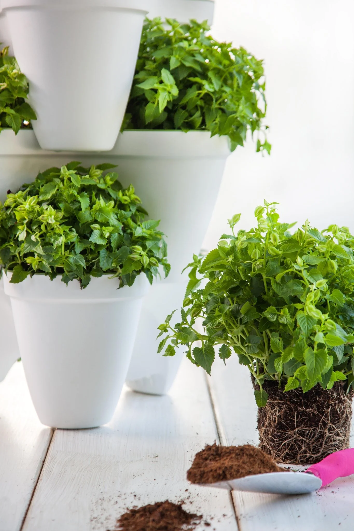 Keter Ivy Planter - White / Green - Image 11