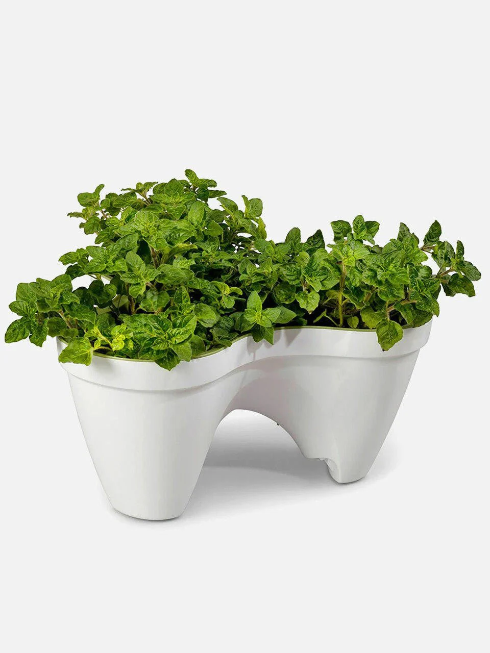 Keter Ivy Planter - White / Green - 3 Pack - Image 9