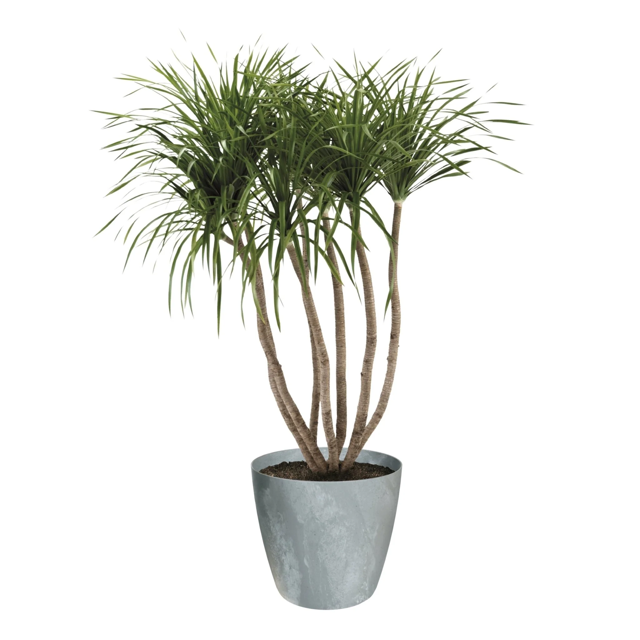 Mate Beton Effect Planter - Image 13