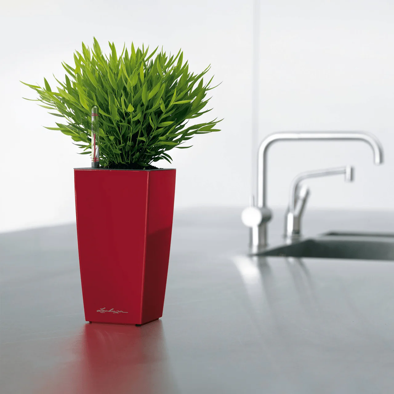 PRE ORDER: MAY. MAXI CUBI - Image 9