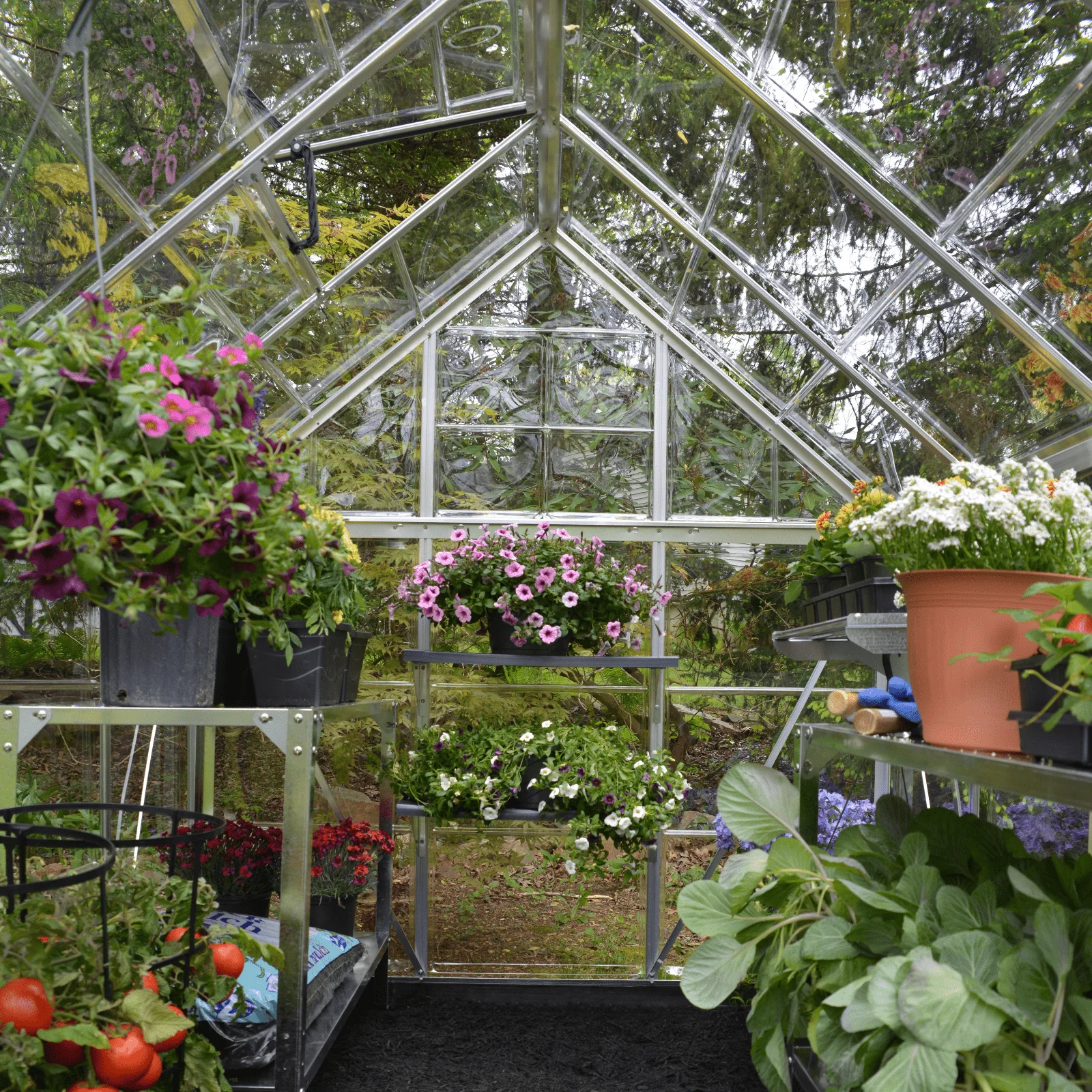 PRE ORDER: APR. - 6' x 8' Harmony Greenhouse (1.9m x 2.5m) - Image 5