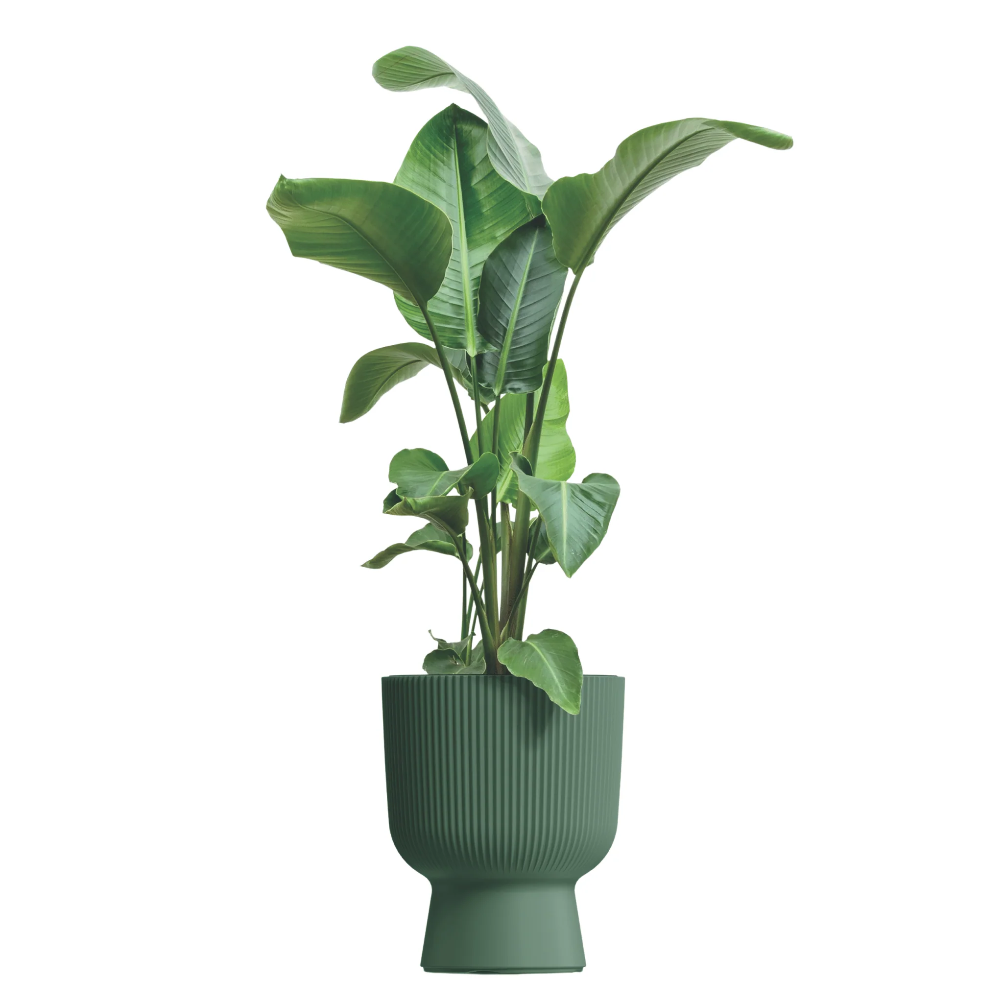 Milly Lux Planter 400 - Image 6