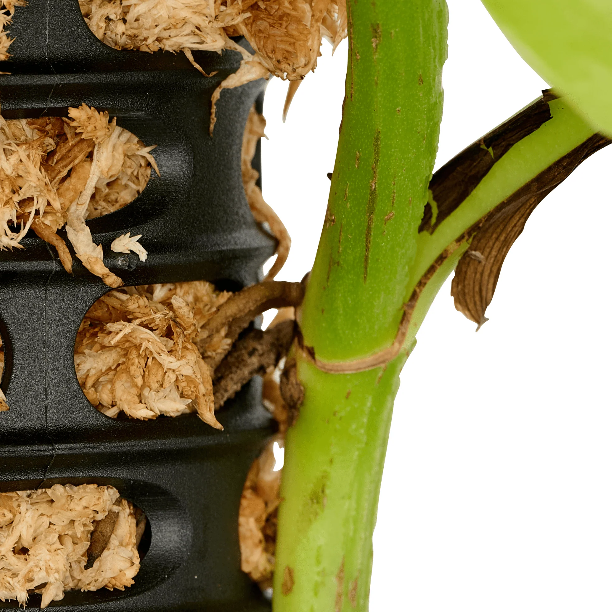Moss Pole - 4 Pack with 2 Spikes - Image 10