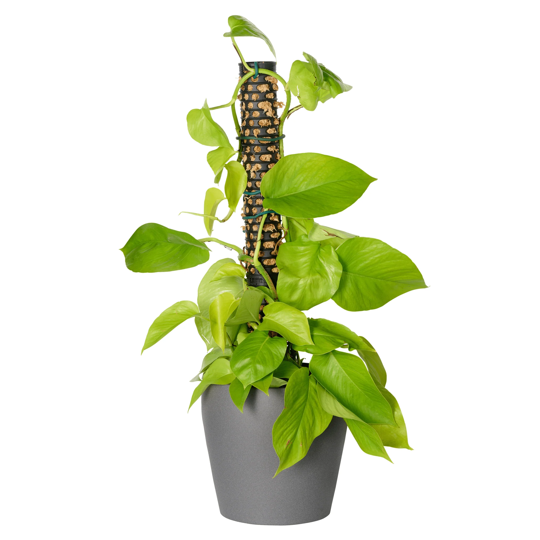 Moss Pole - 4 Pack with 2 Spikes - Image 7